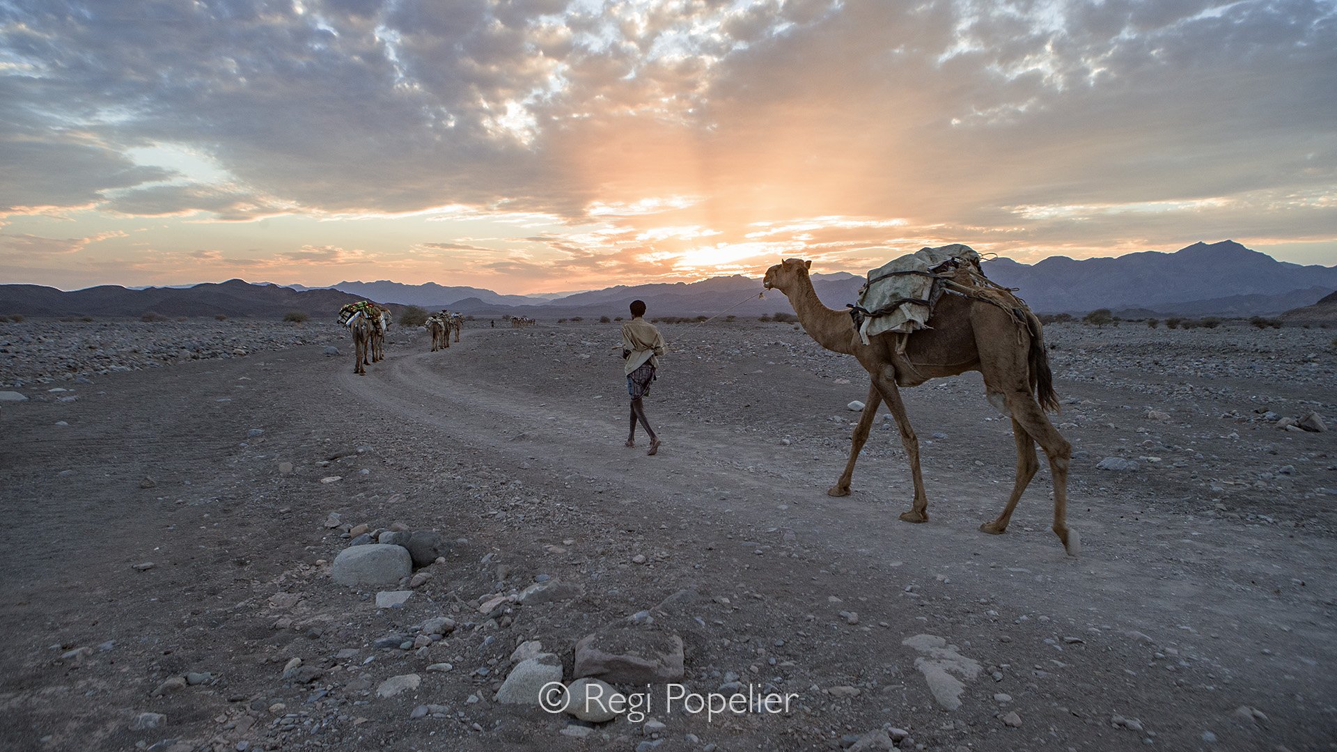 ETH035 -Caravans of camels transport salt from Dallol’s salt pans toward Mekele, enduring grueling multi-day journeys across lava fields and salt flats. Battling extreme heat, each camel makes only about three round trips per season, traversing up to