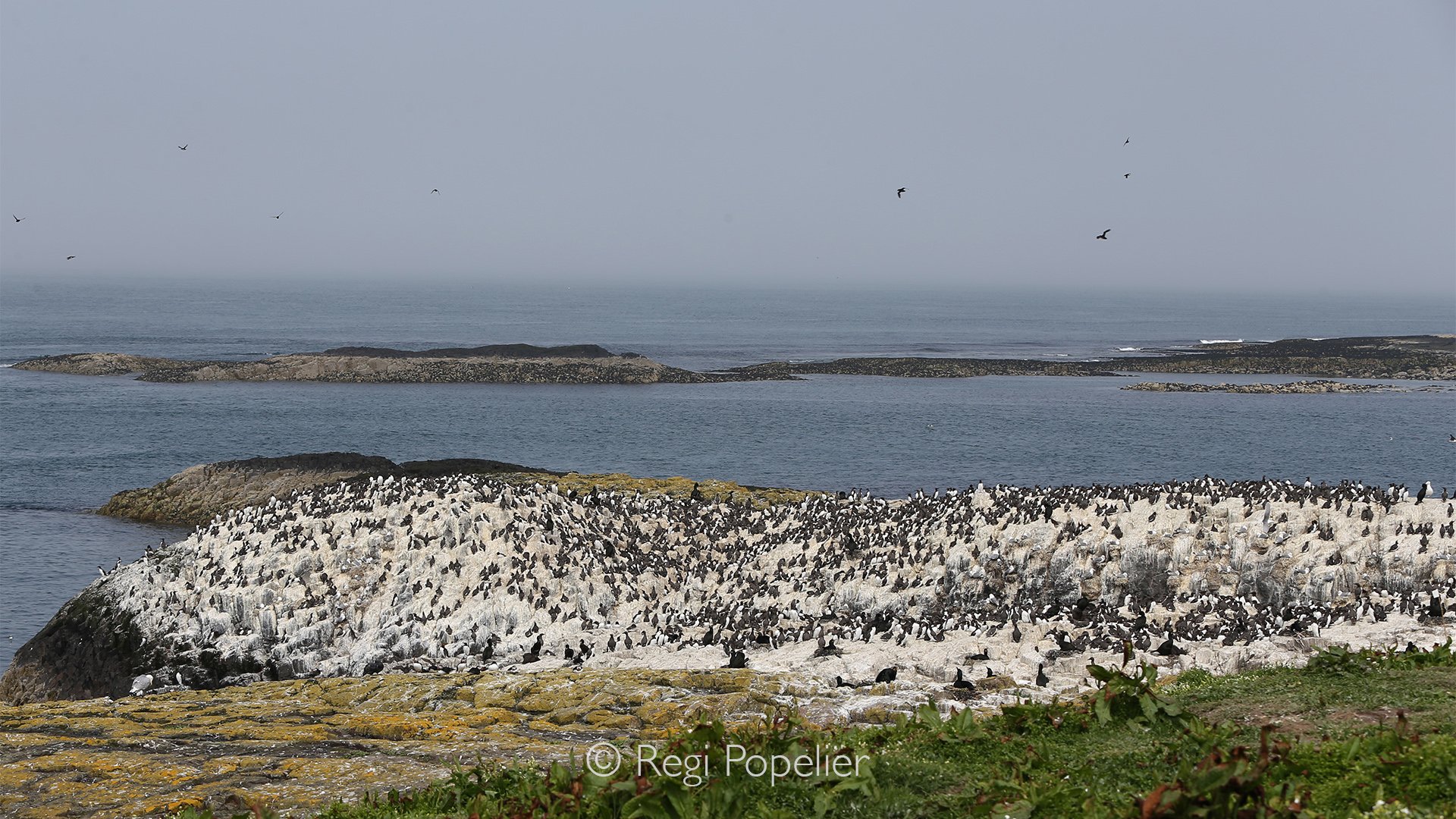 Scotland020 - The shores of the Isle of Mull host a spectacular mix of wading birds across its rugged coastlines.