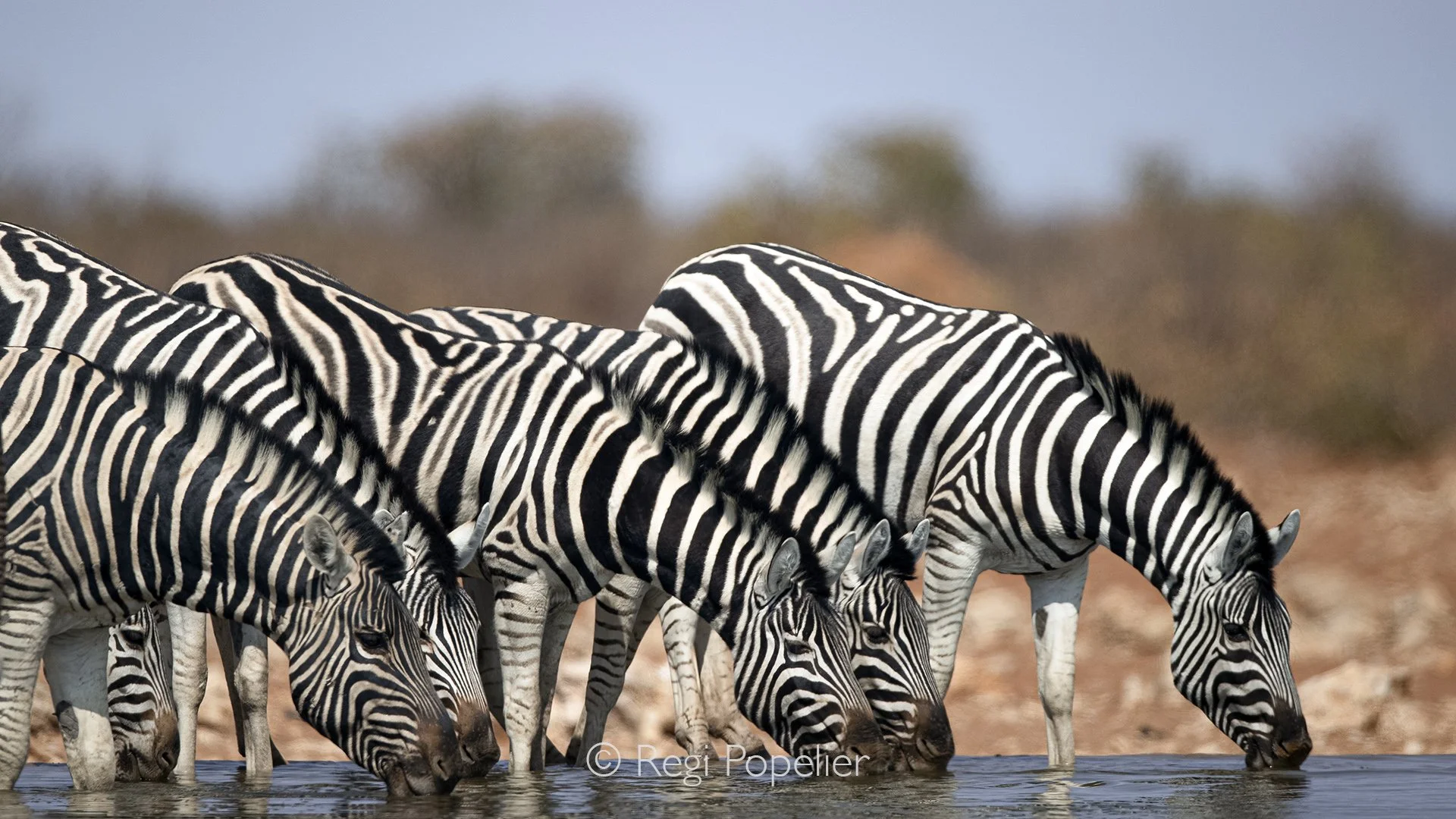 Namibia085 - By eliminating the full body, the frame draws immediate attention to the fine, individual details of the zebras' coats and muzzle textures. The high-contrast black and white stripes generate a dazzling motion blur effect for onlookers, m