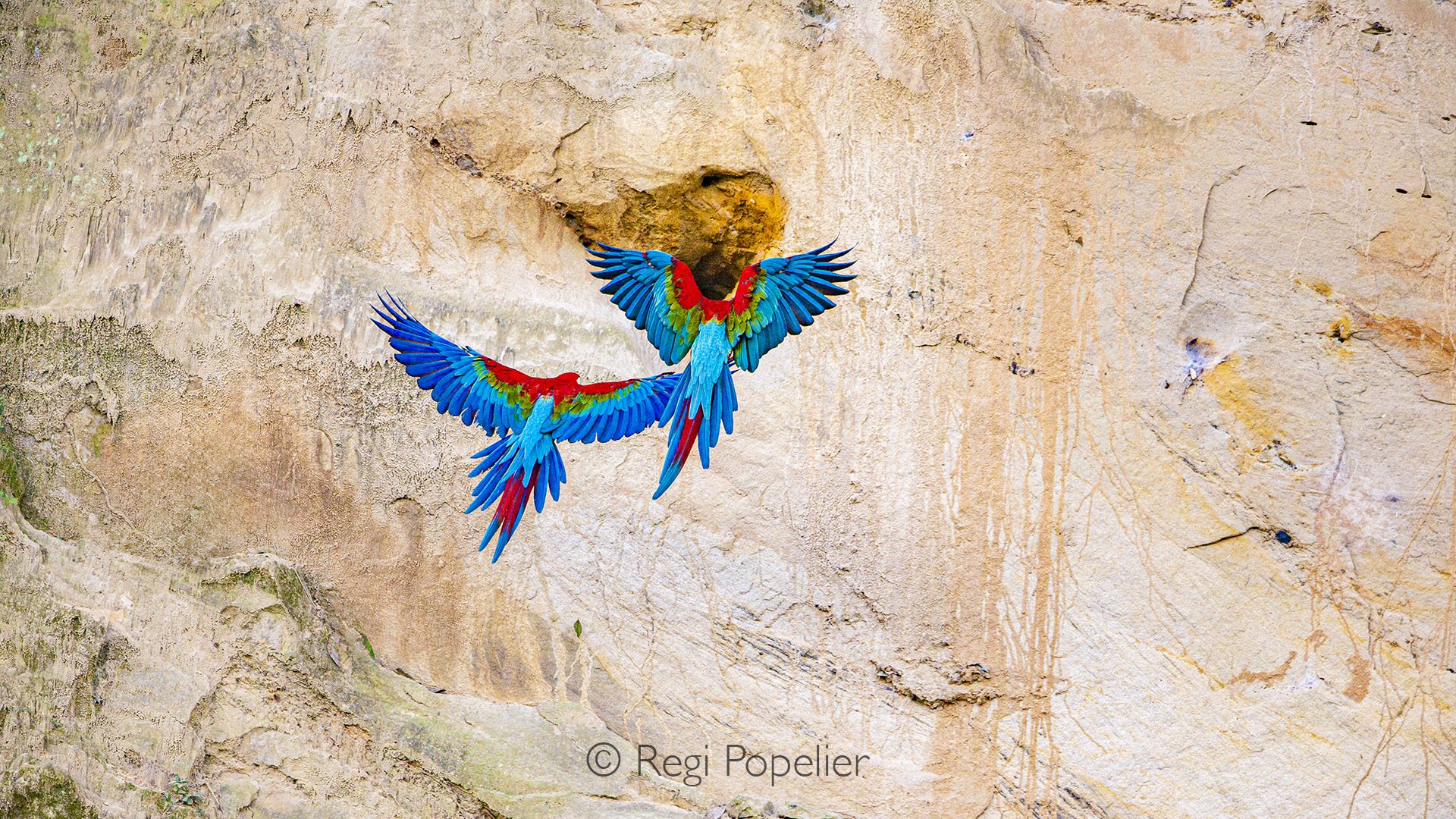 BOL001 - Scarlet macaw flying to its breeding nest in Bolivia’s rainforest, a true symbol of Amazon wildlife.