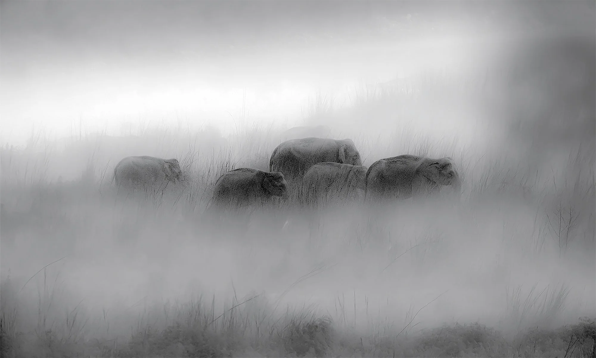 BW 001 _Misty walk 10I4049 kopiëren.jpg