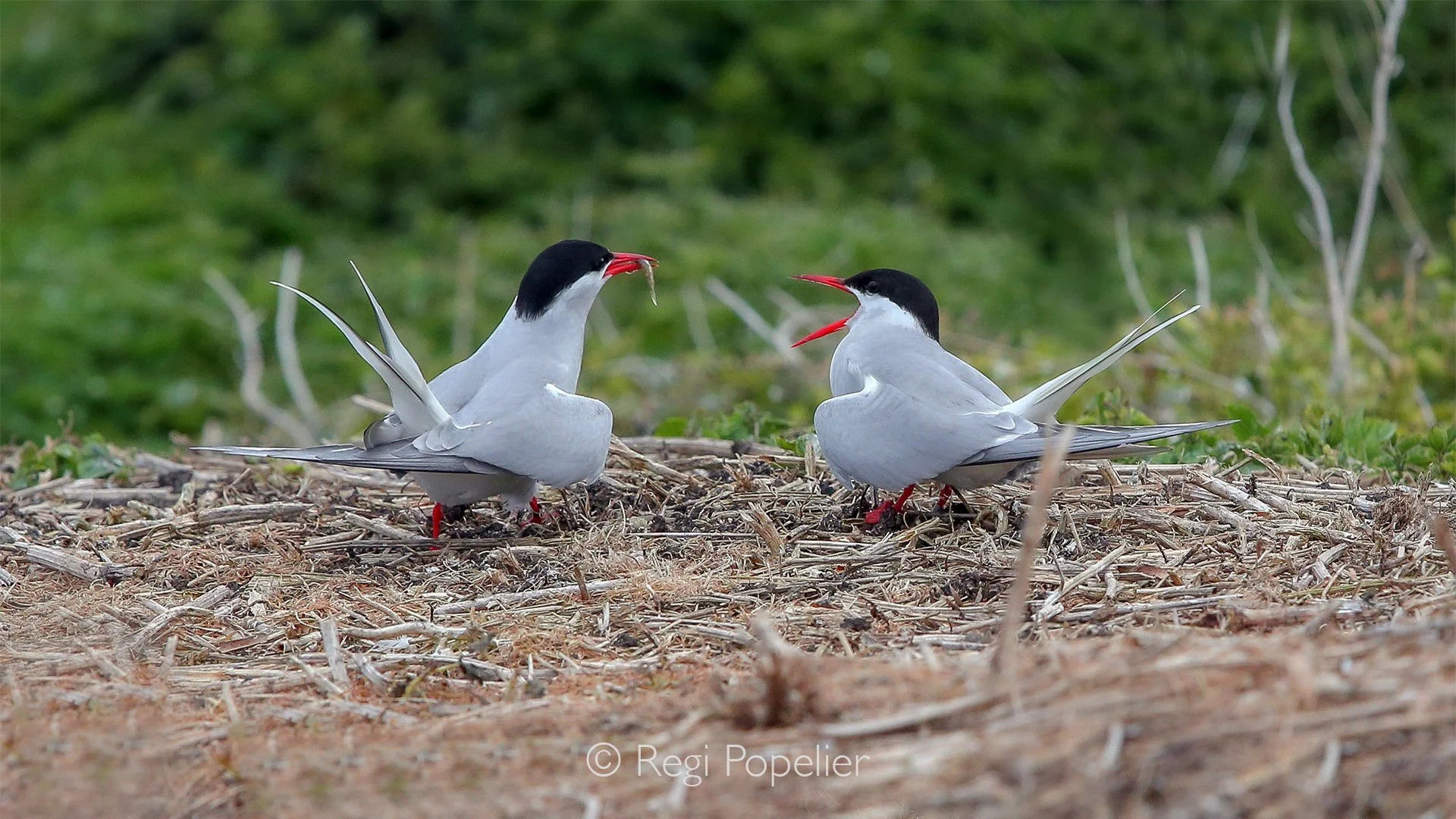Scotland037 -  Two terns share an intimate moment as one prepares to offer a freshly caught fish to its partner, a delicate gesture of trust and bonding.