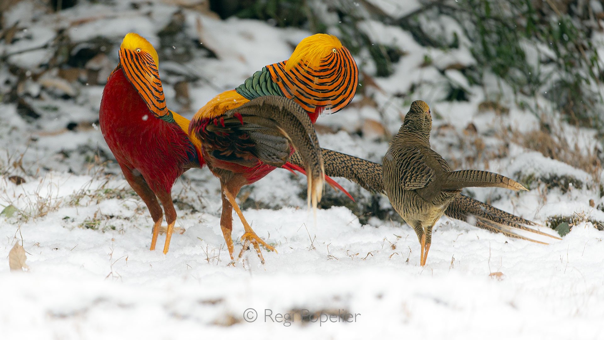 CHIN009 - Male golden pheasants display their vibrant plumage in full splendor, vying to captivate a discerning hen with a dazzling courtship performance.