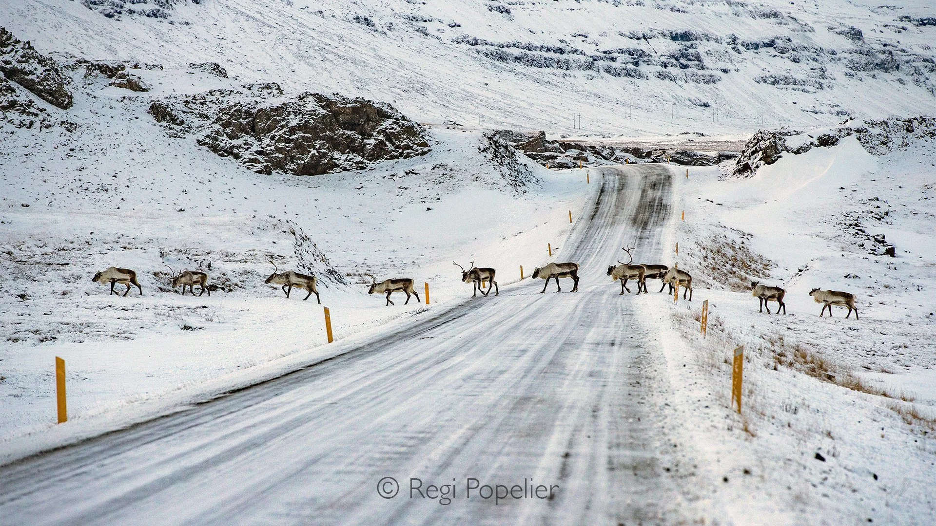 ICEL043 - With a bit of luck, even on icy winter roads, reindeer appear. 