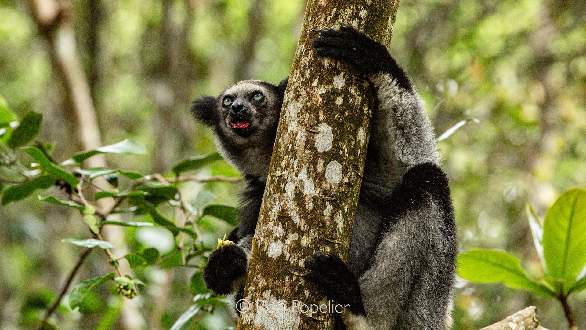 MADA052 - Indri Lemur, (Indri indri), in the  rainforest, Perinet, Madagascar