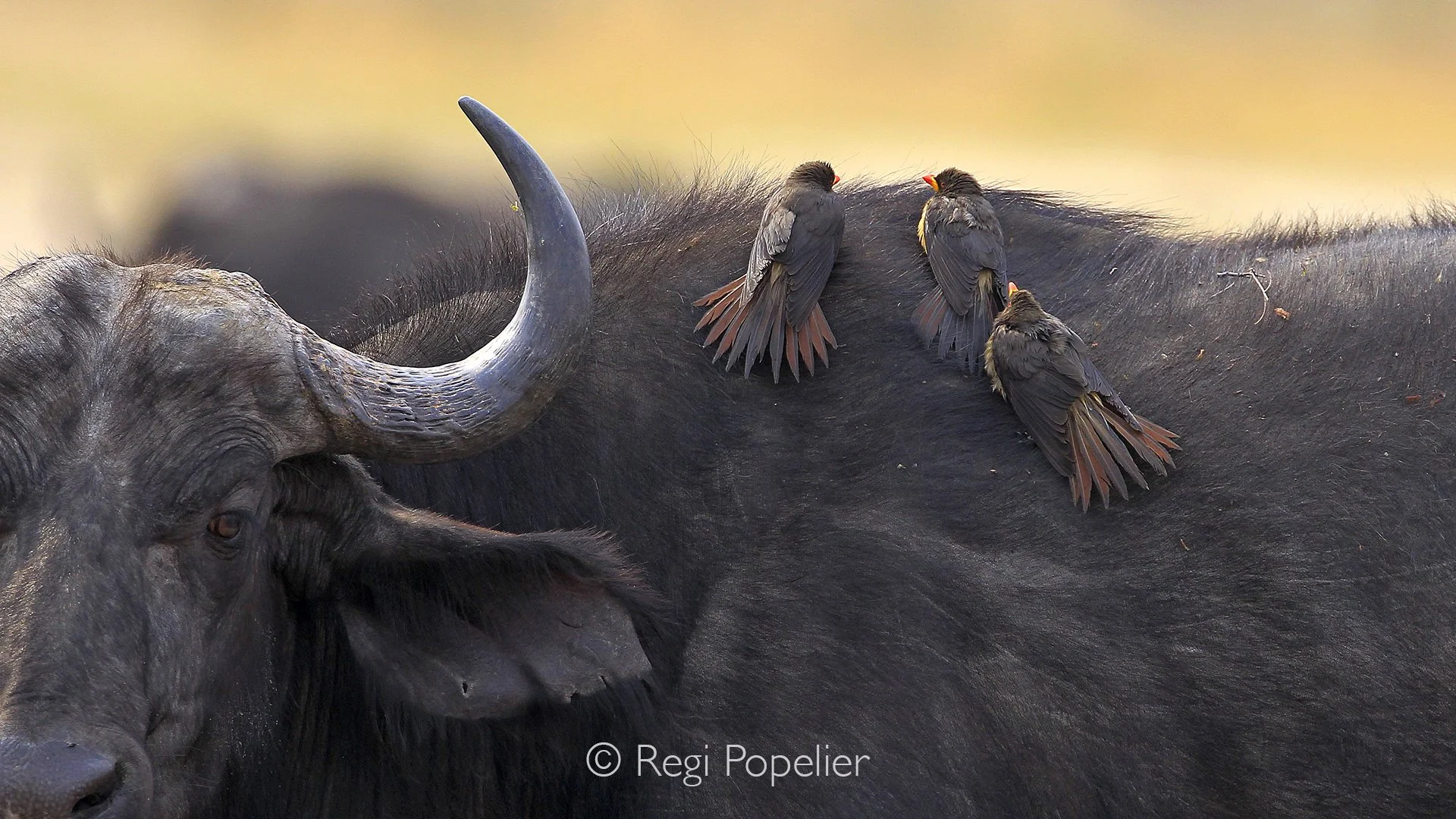ZIM008 - Yellow billed ox pickers feeding on insects on the back of a buffalo.  