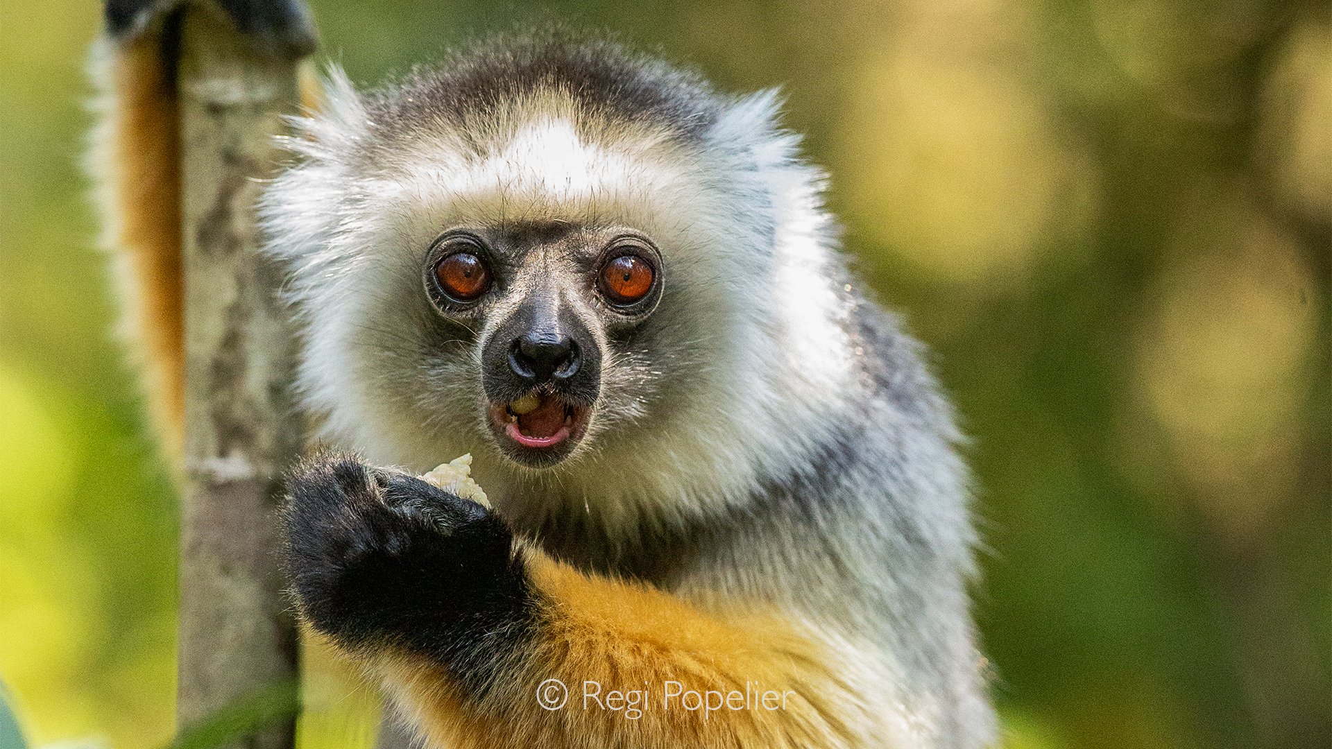 MADA048 - The diademed sifaka is an endangered species of sifaka endemic to certain rainforests in the eastern of Madagascar.