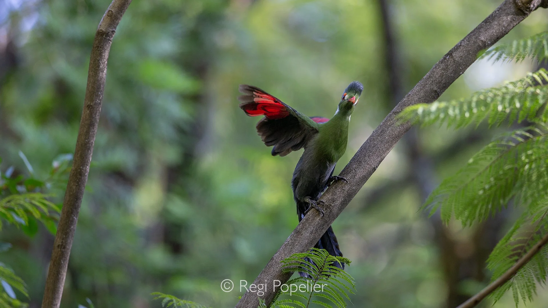 ETH021 - White-cheeked turaco while balancing.