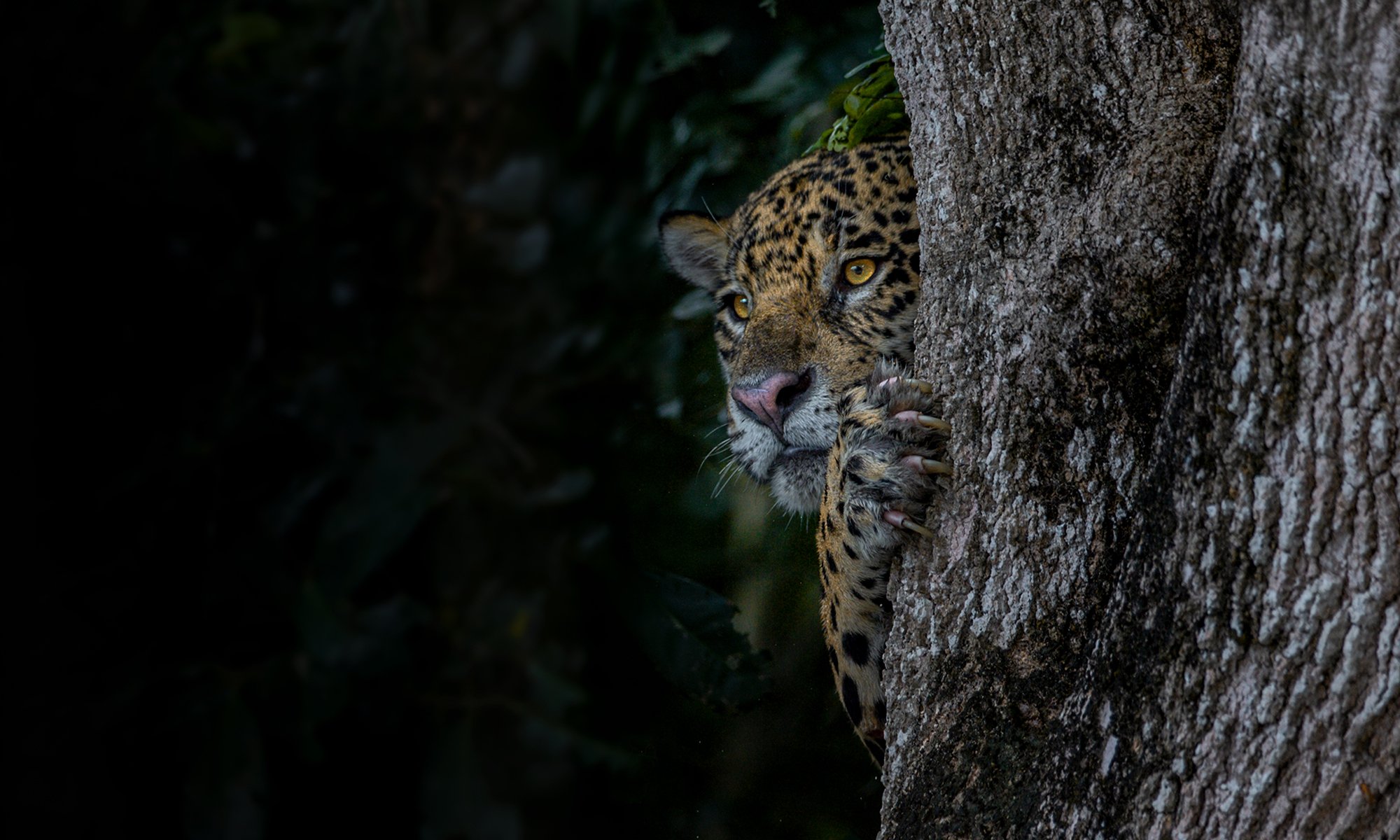 CA 001  Spy AY2T9196    100x60cm kopiëren.jpg