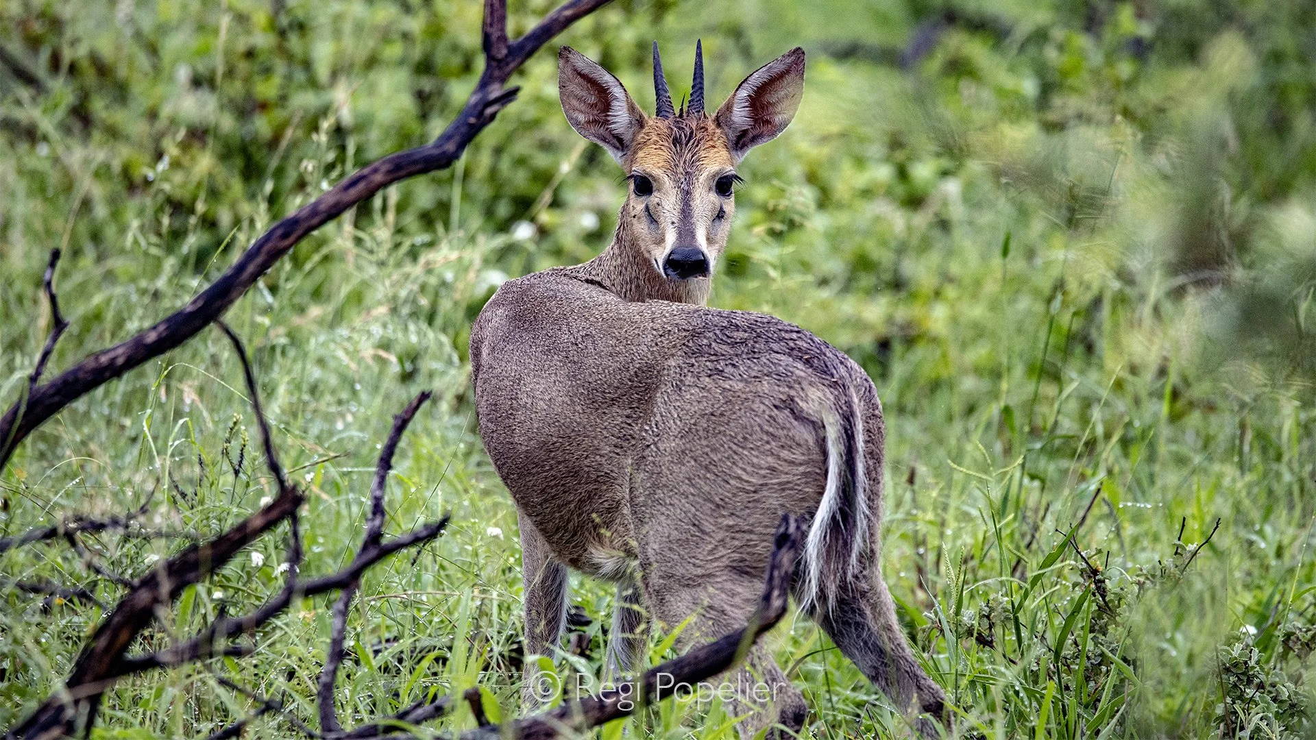 South Africa067 - Common Duiker at Sabine Sabine sands.