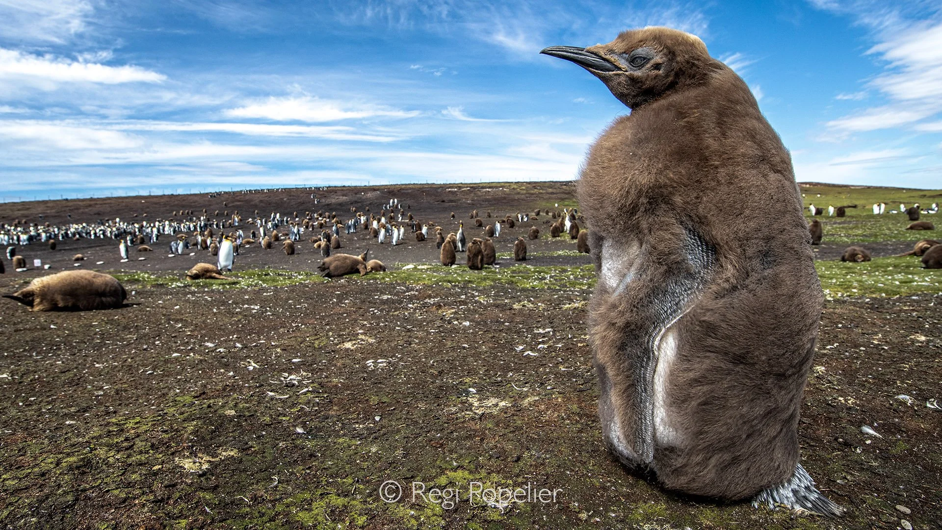 FAL032 - Capturing the charm of a fluffy king penguin chick with the colony as backdrop.