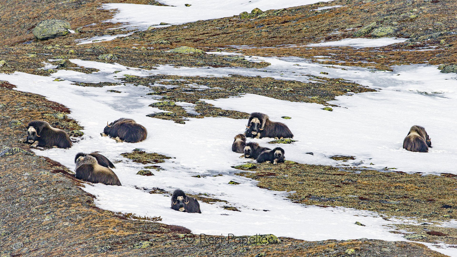 NORWAY057 - Resting peacefully beneath towering peaks, the musk ox conserves its energy against the Arctic cold.