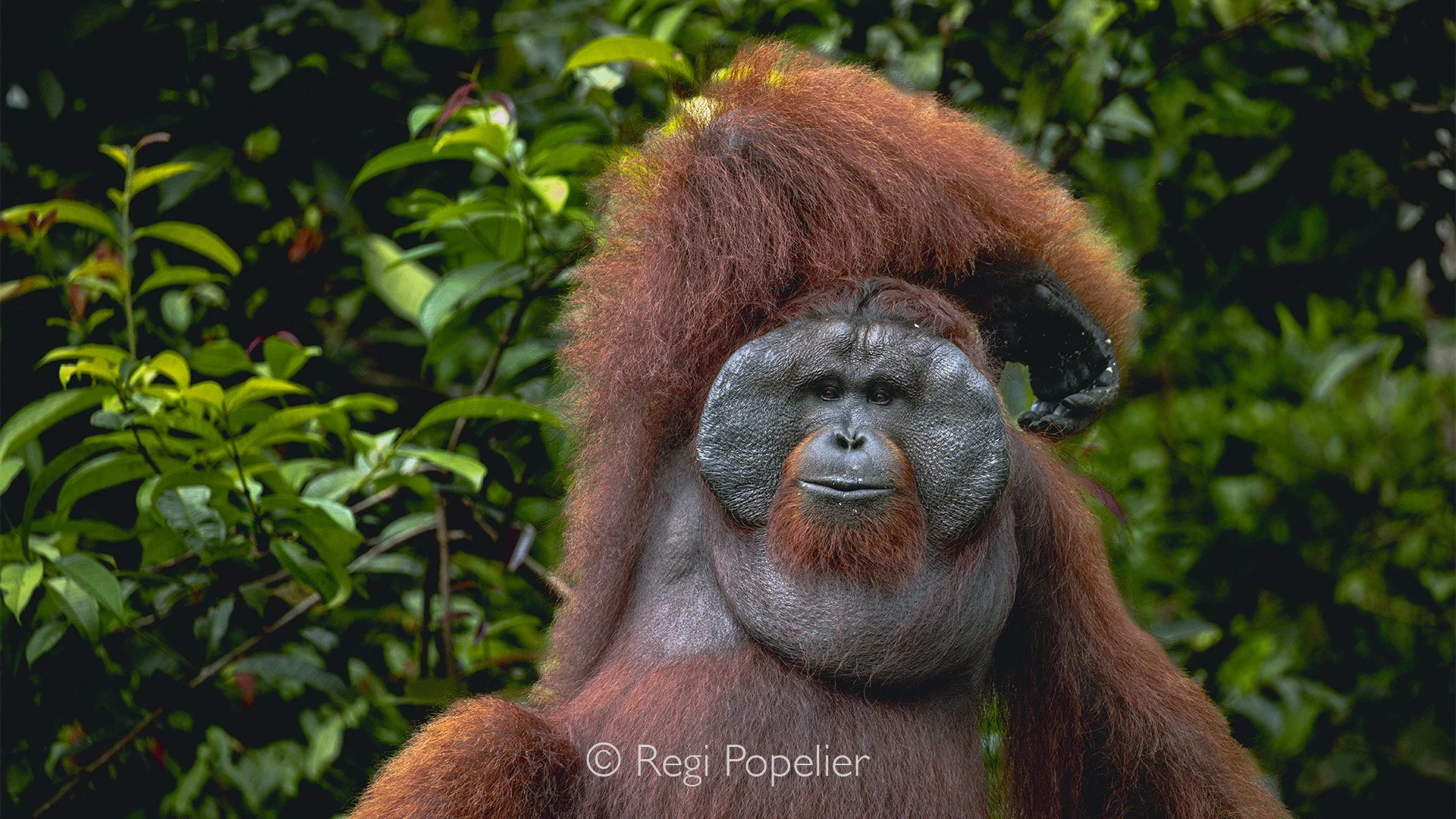 INDO079 - Taking a relaxed pose 