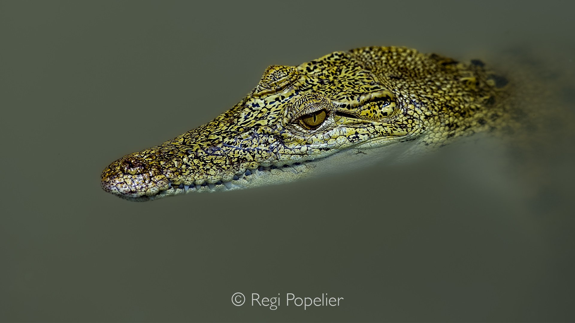 MALAS017 -  Detailed image of a crocodile. 