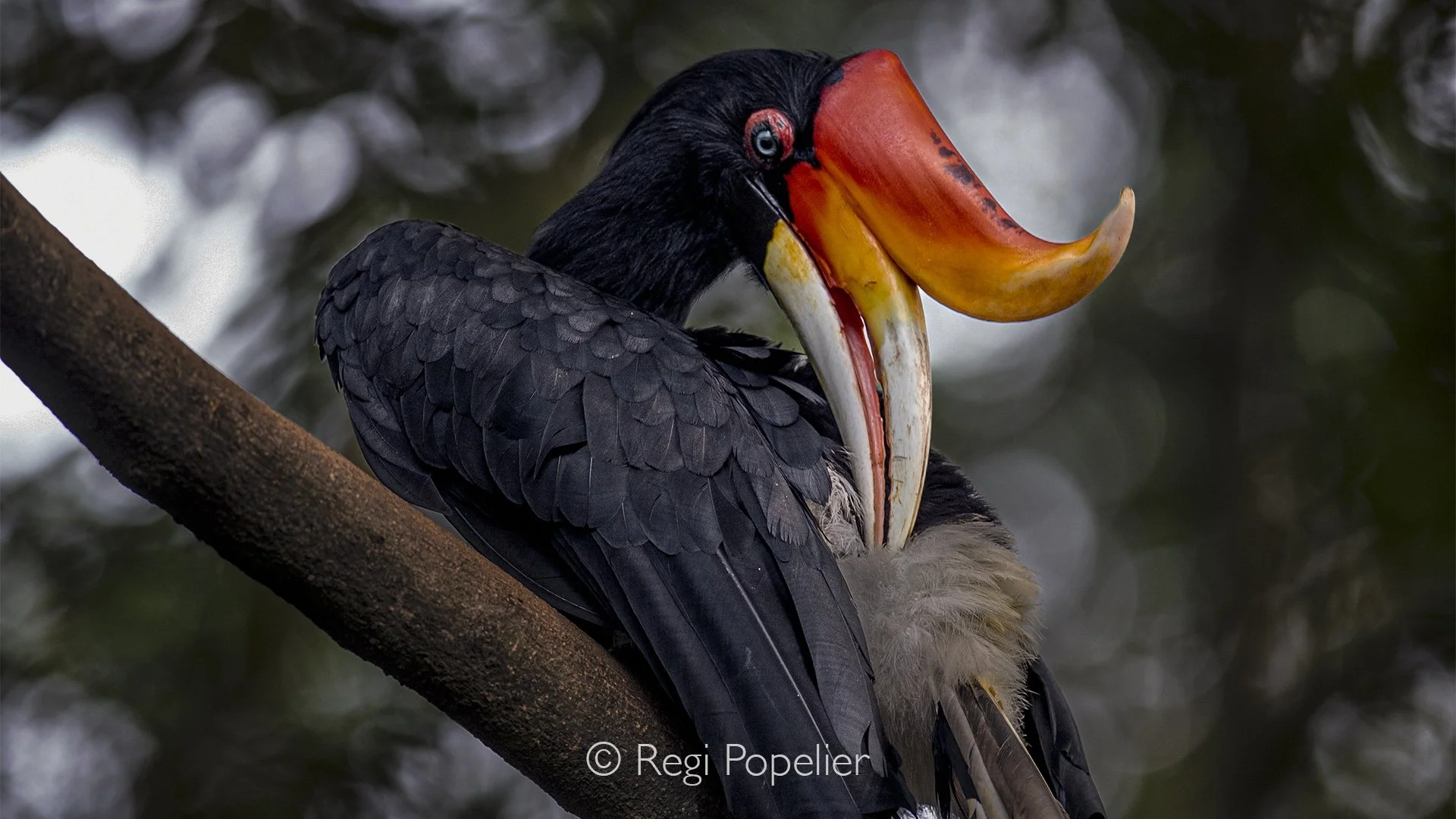 MALAS006 - The Rhinoceros Hornbill while cleaning, it always rewarding photographing while animals feel relaxed. 