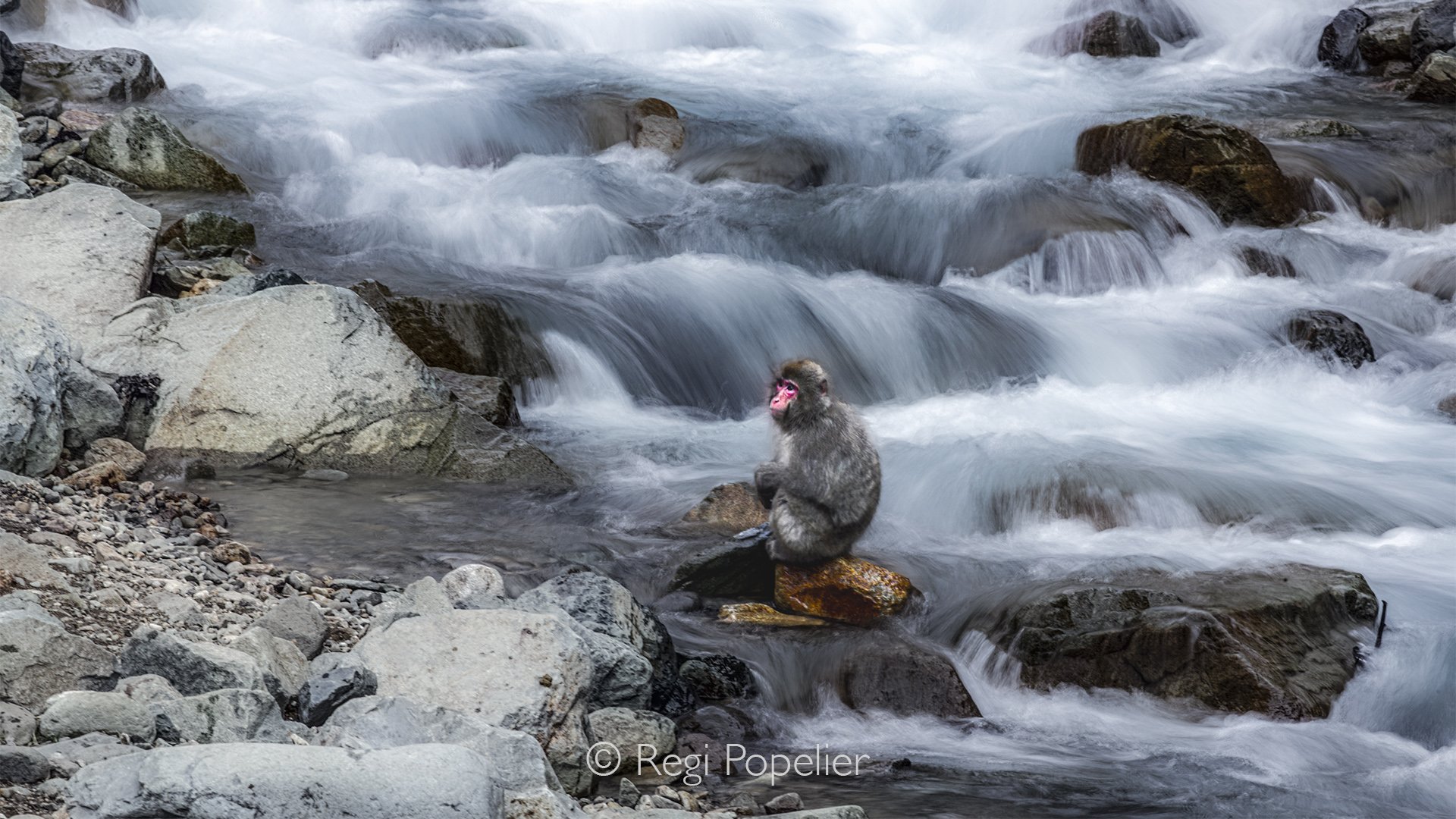 JAP011 - Another quiet moment: a waiting macaque beside the small river, photographed with a slow shutter speed to create a soft and artistic impression.