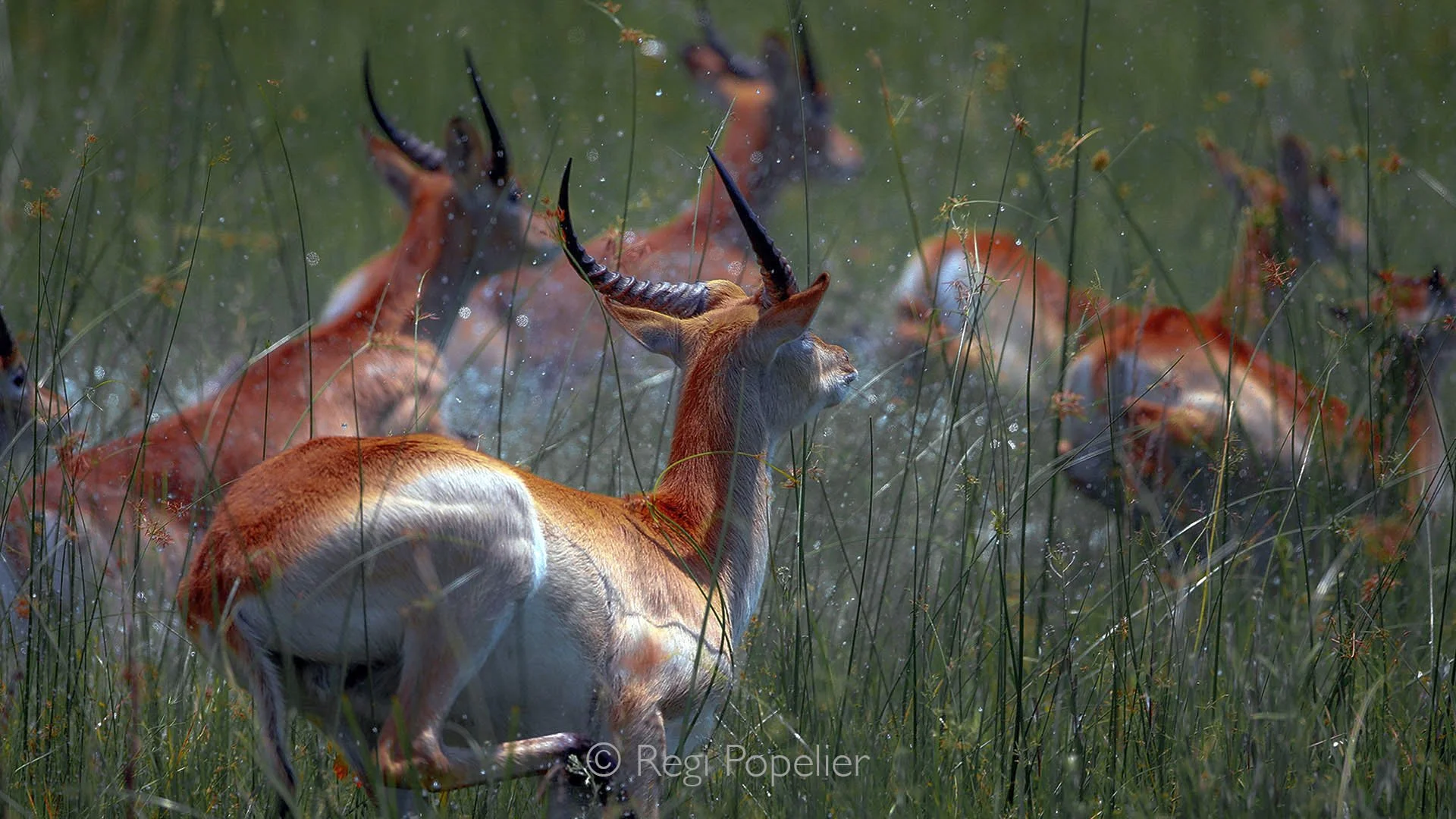 BOTS011 - In the heart of the delta, red lechwe dash through the reeds, a dance of survival and grace.