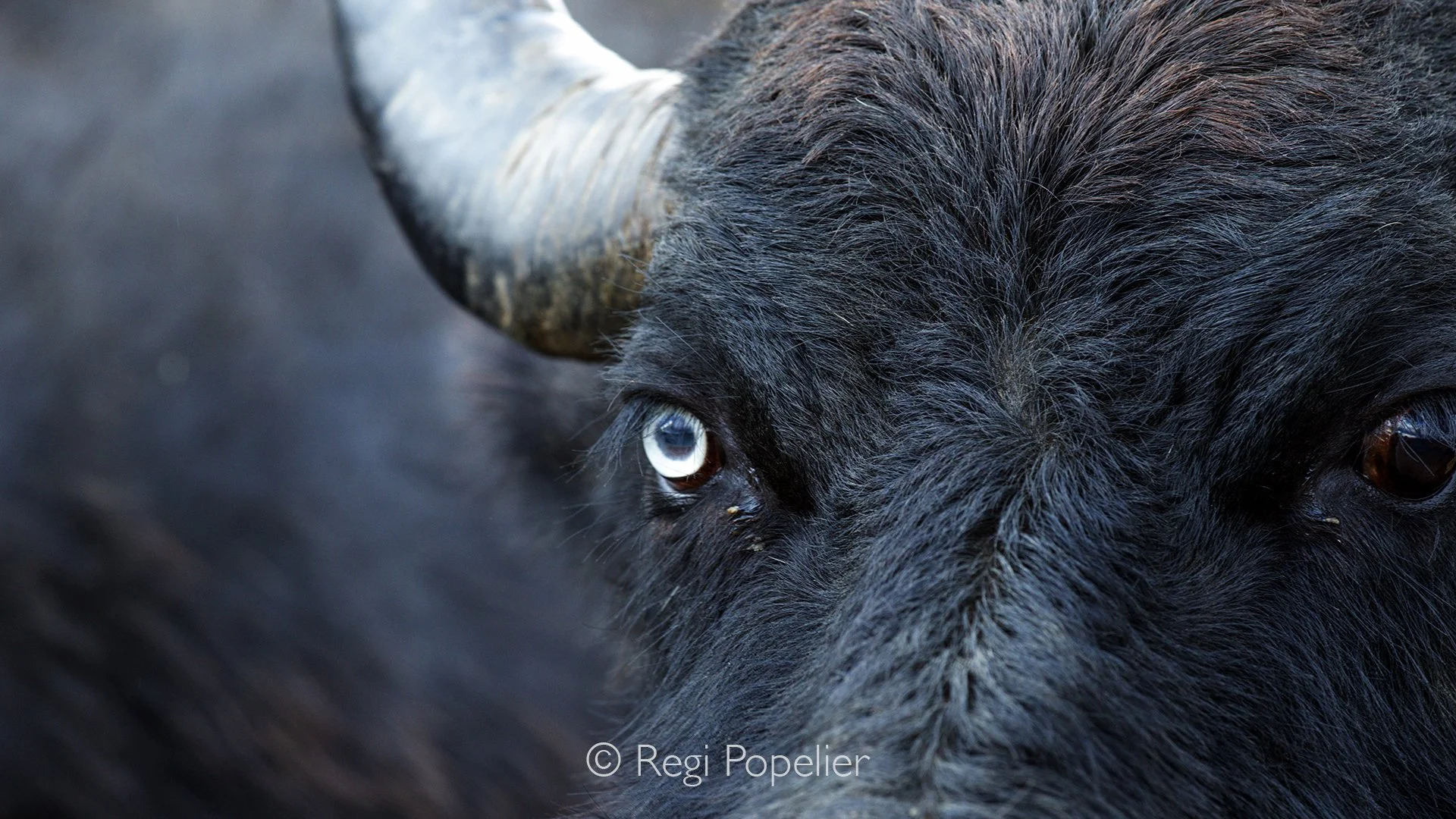 GRE020 - A close-up captures the remarkable spectrum of eye colors, highlighting the individuality of a buffalo.
