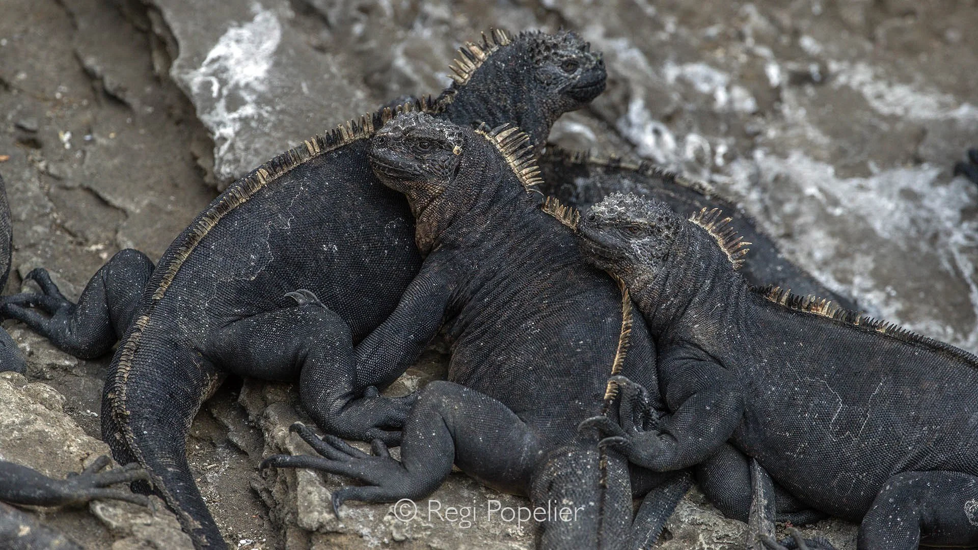 GAL006 - Marine iguanas bading in the sun , warming up their bodies before returning to sea to feed.