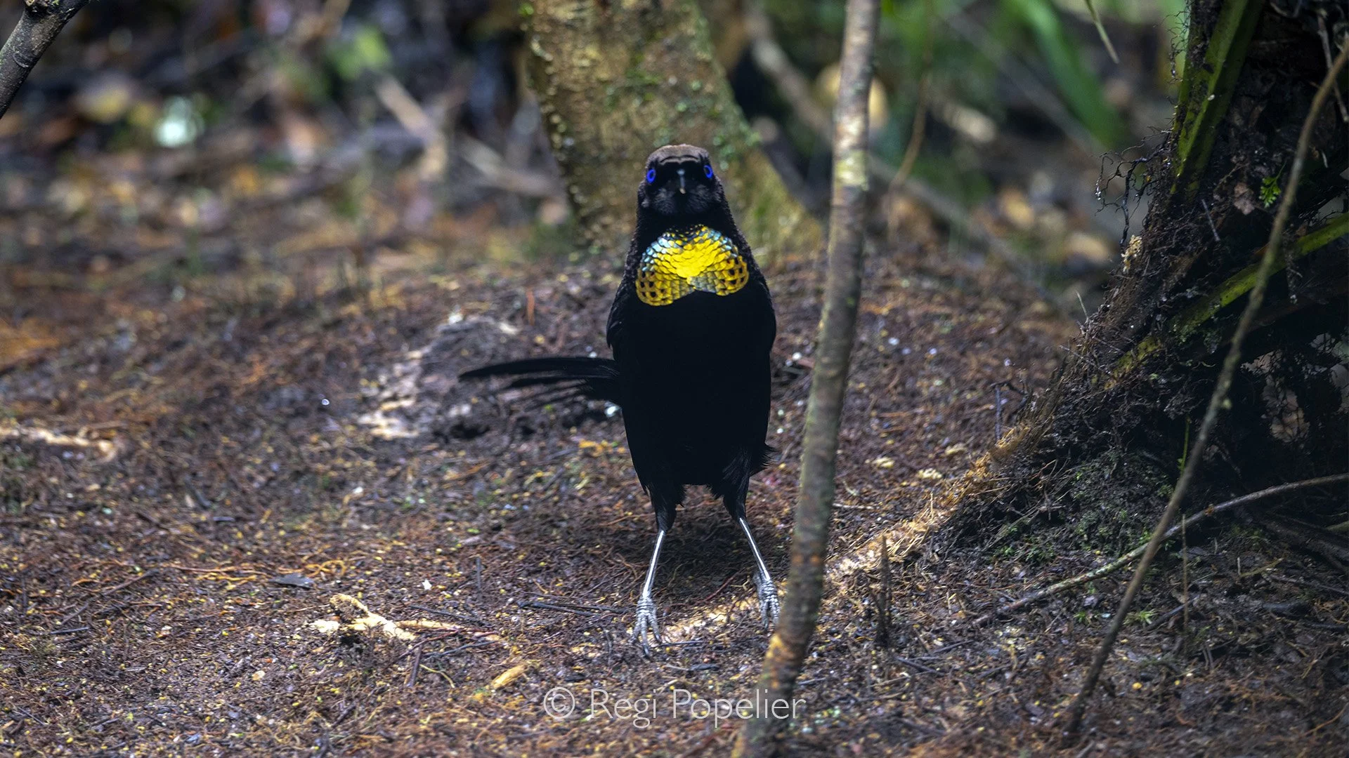 INDO083 - Western Parotias or Arfak Parotia (Parotia sefilata) photographed in the arfak mountains. 