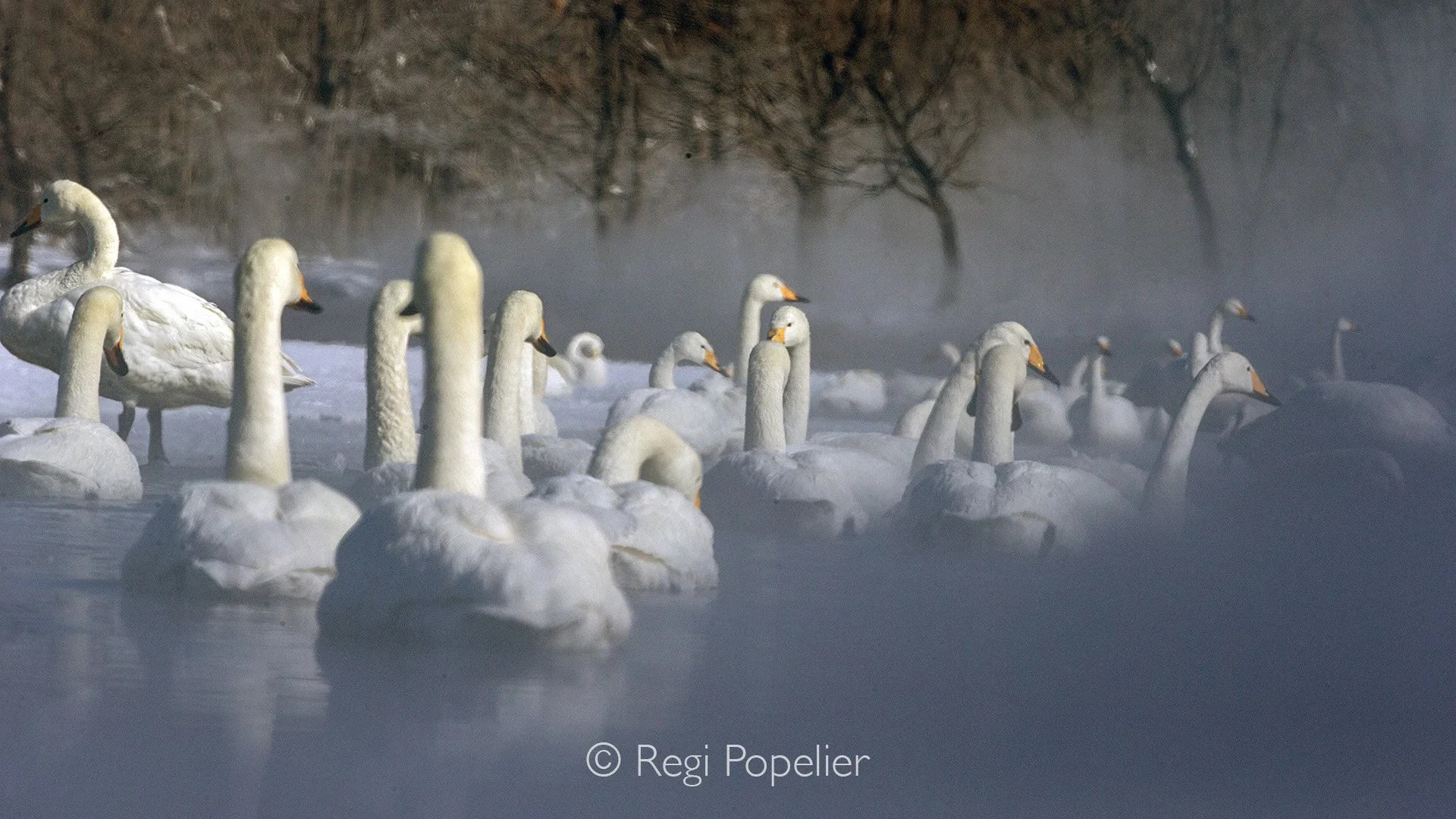 HOK039 - Be prepared for low temperatures, fast-changing mist, and crowded viewpoints during peak season.The conditions are exactly what give the images their magic