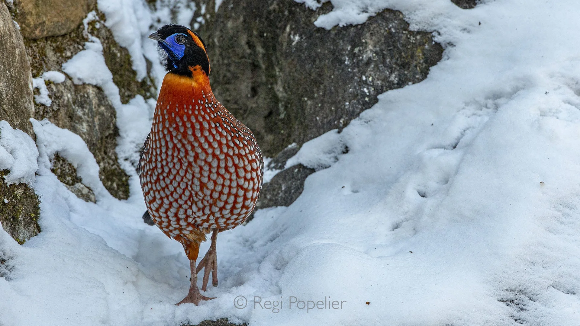 CHIN001- Temminck’s tragopan pauses amid the misty undergrowth, its vivid crimson plumage glowing against the snow covered mountains.
