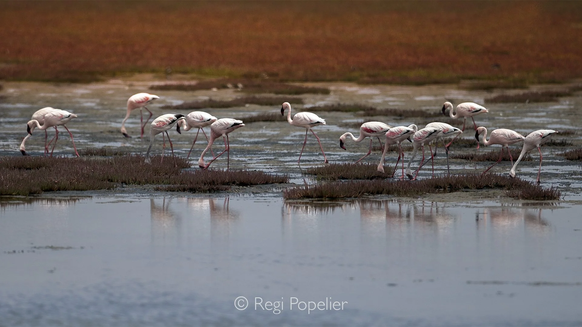 Namibia041 - Behind the lens in a colored desert. Walvis Bay's hypersaline pans create a unique ecosystem where specialized red algae and succulents tint the landscape, offering a photographer a surreal canvas to document these iconic avian waders.