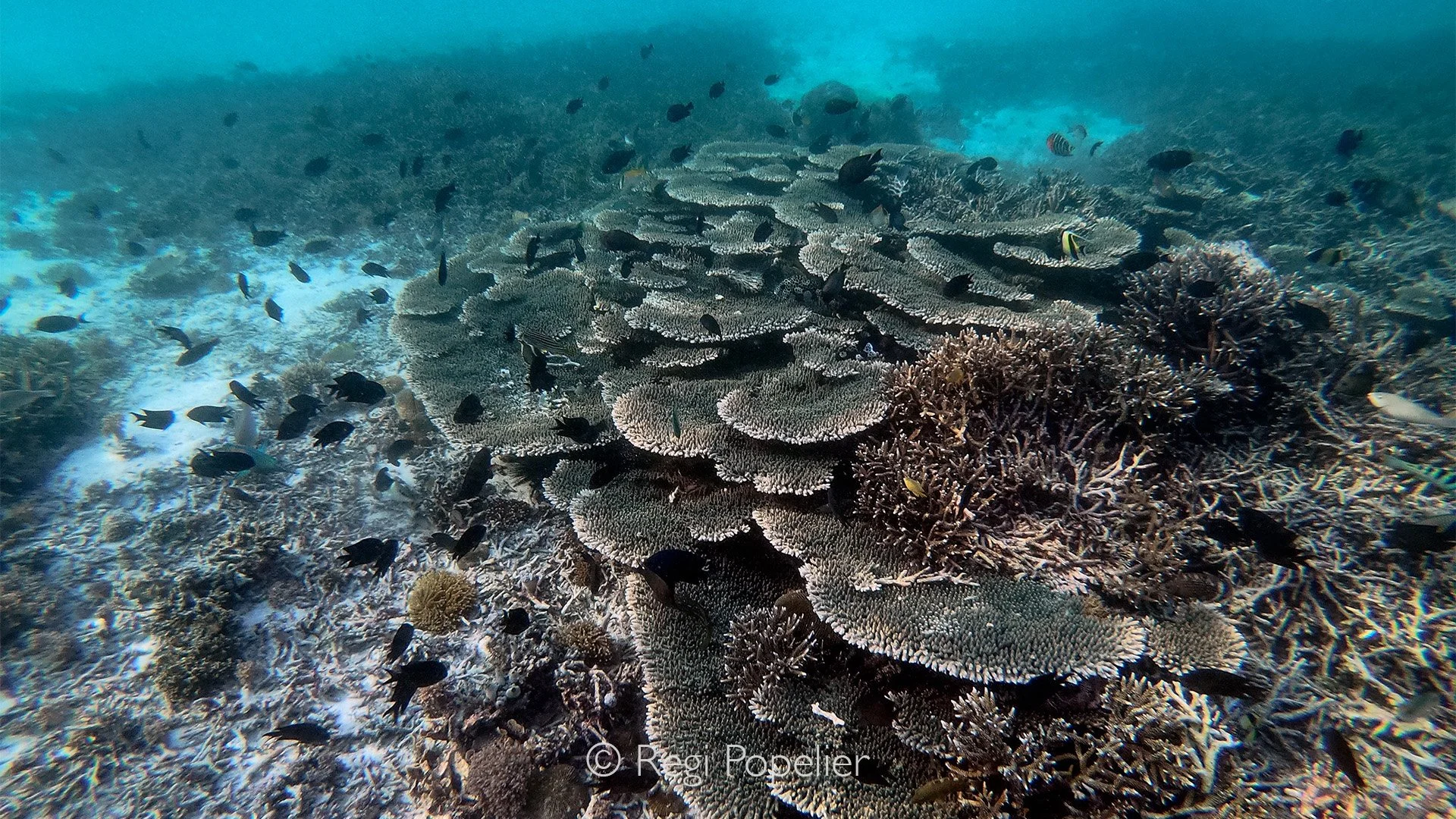 INDO099 - Colossal fields of Acropora stretched out beneath me, making it feel as though I had stepped into another world  