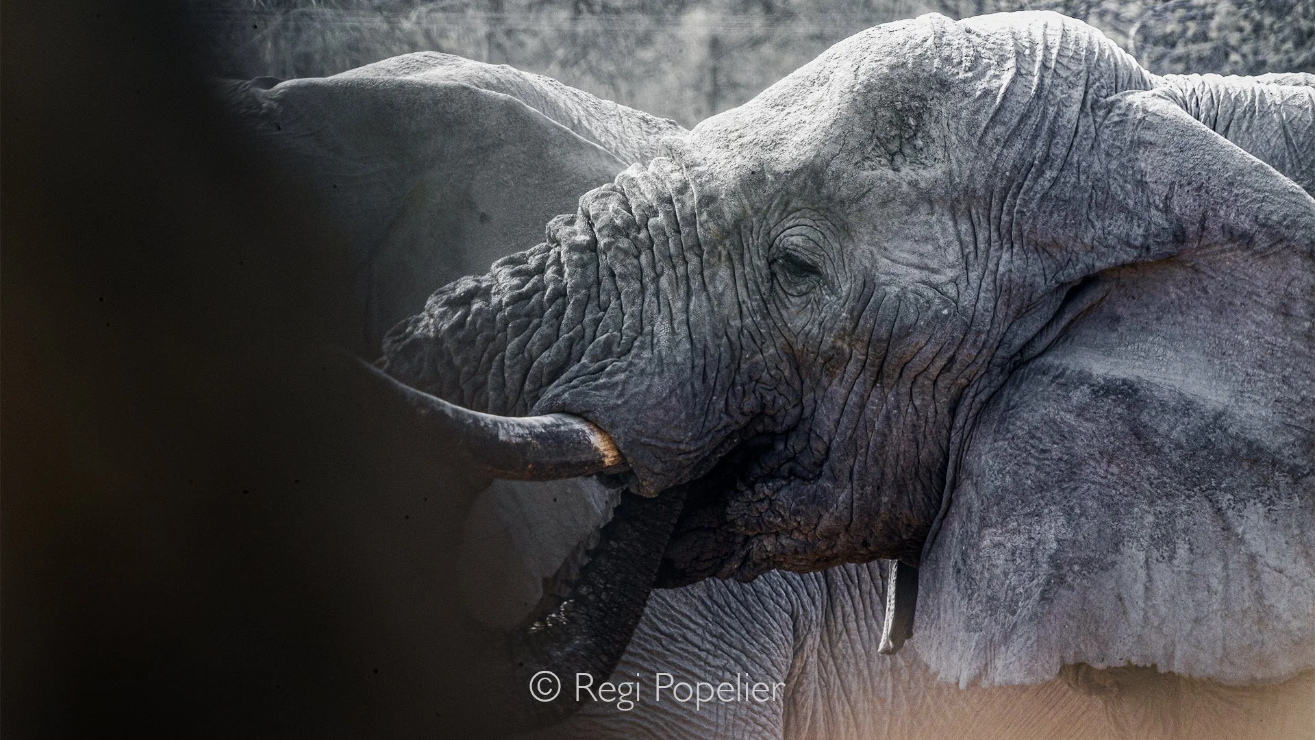 Namibia083 - Midday is often ignored by photographers due to overhead shadows, but this shot proves that creative positioning changes everything. The blurred organic borders mask the surroundings, giving these advancing bull elephants an intimidating