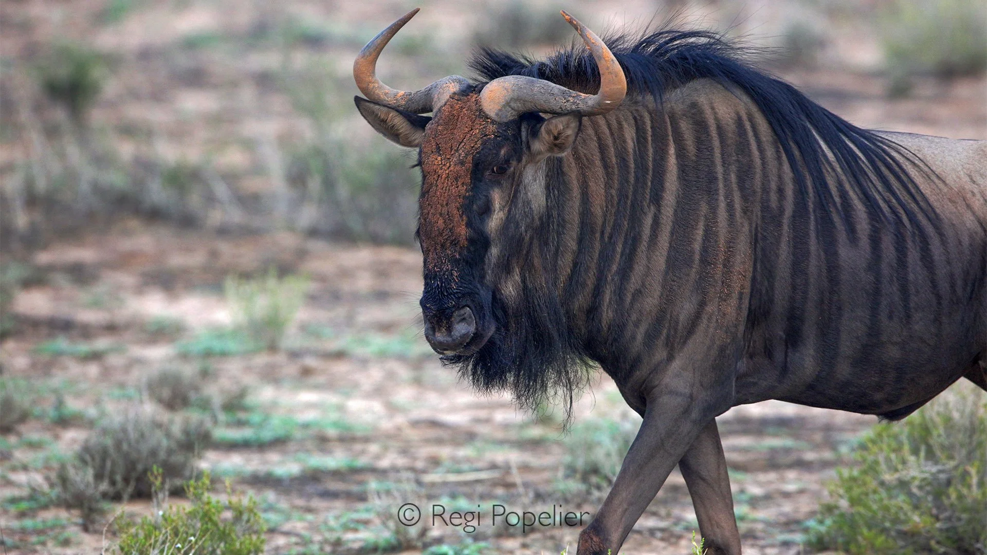 South Africa022 - Wildebeest of the Kalahari trans frontier. South Africa. 