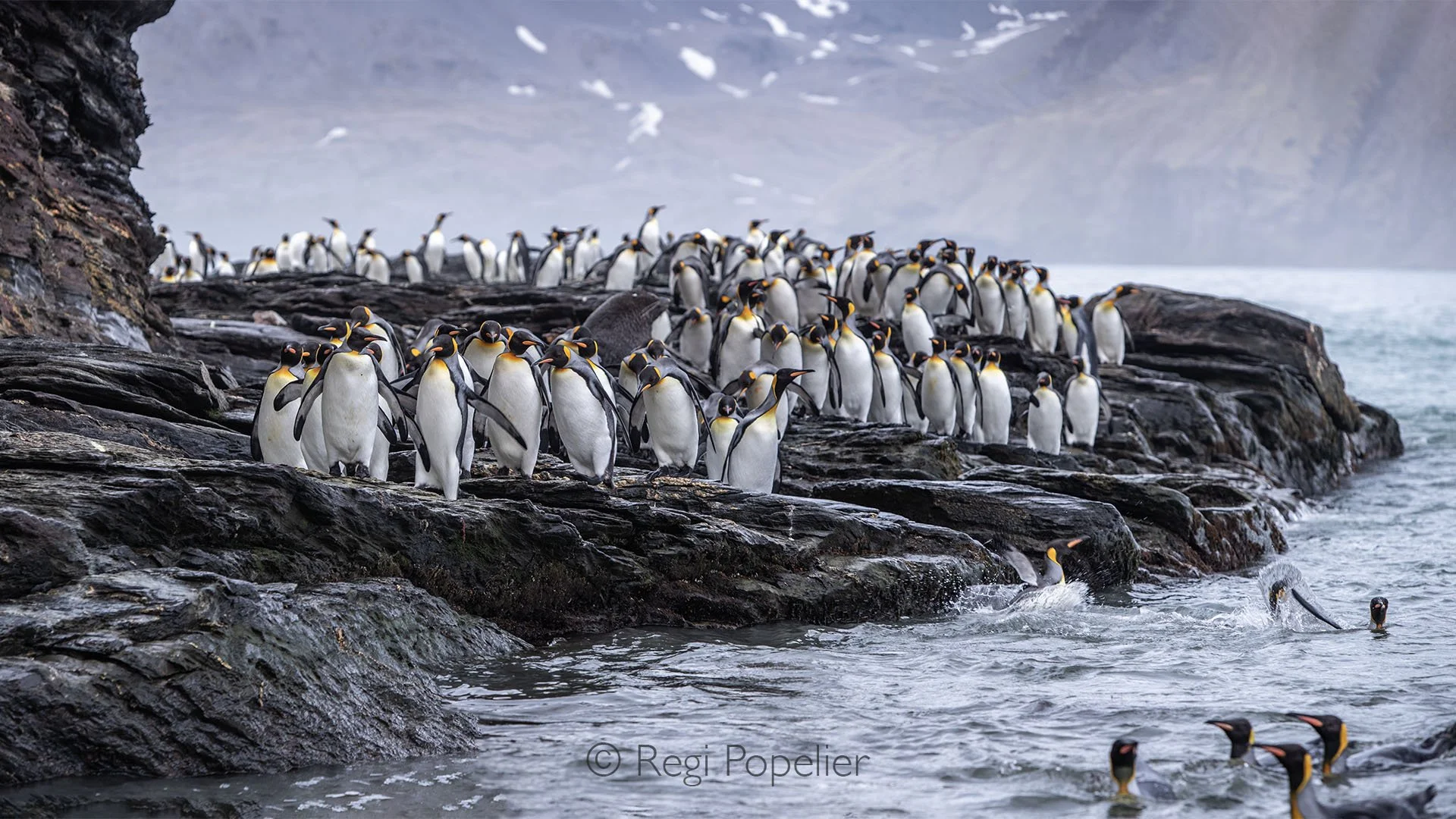 ANT009 - King Penguins navigating the rough Antarctic cliffs, returning from the ocean to feed their waiting juveniles, a story of endurance and care in the wild.