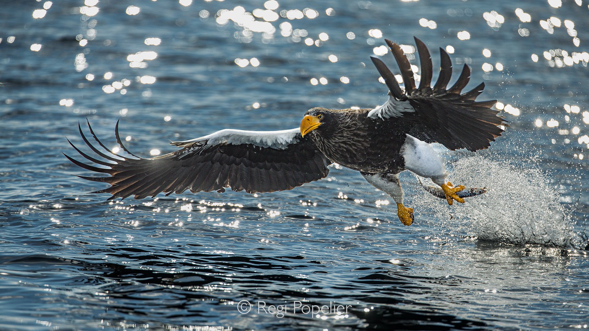 HOK056 - Against the reflection of the sea, the Stellar  eagle soared, a living embodiment of strength, and precision