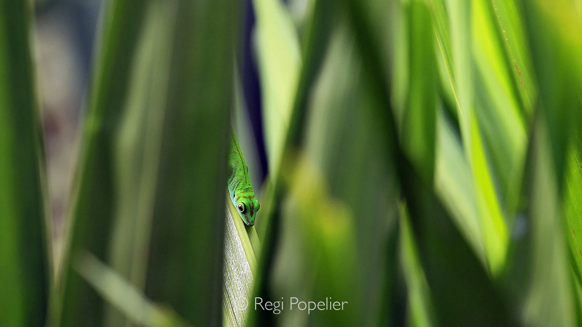 Seychelles028 -  Green or day Gecko