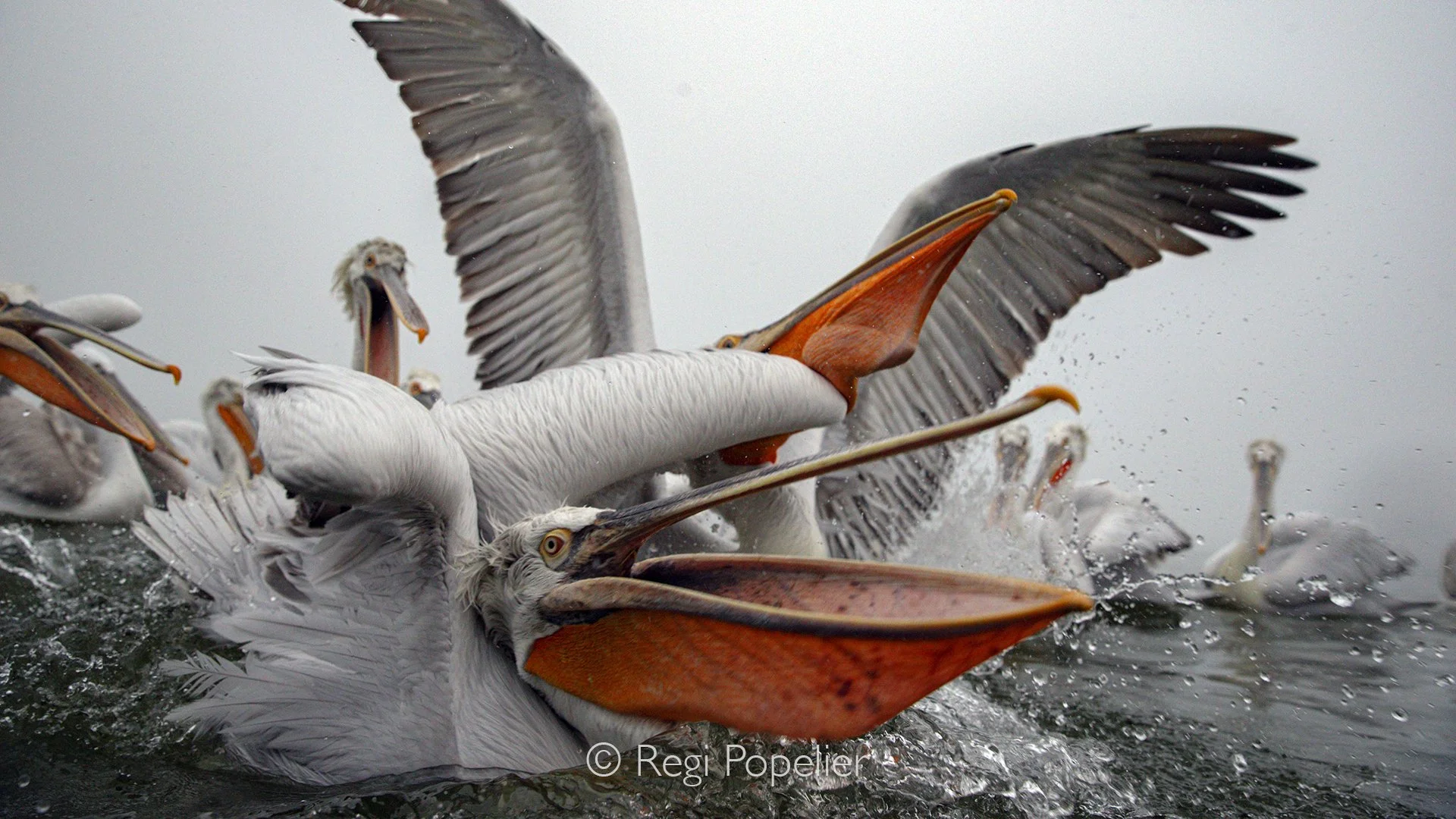 GRE006 - Attentive and patient near our boat, the pelicans’ calm soon gave way to impatience as the first fish took too long to appear.