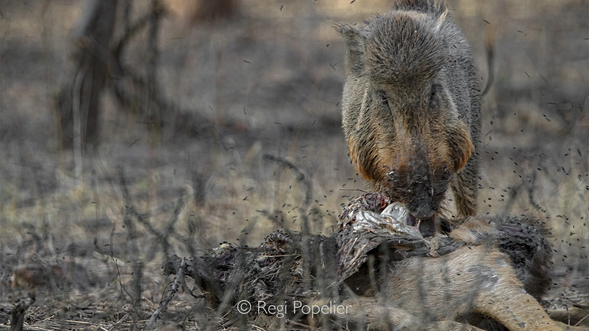INDIA061 -  Indian wild boar eating on the rests of a carcass. Jim Corbett National Park