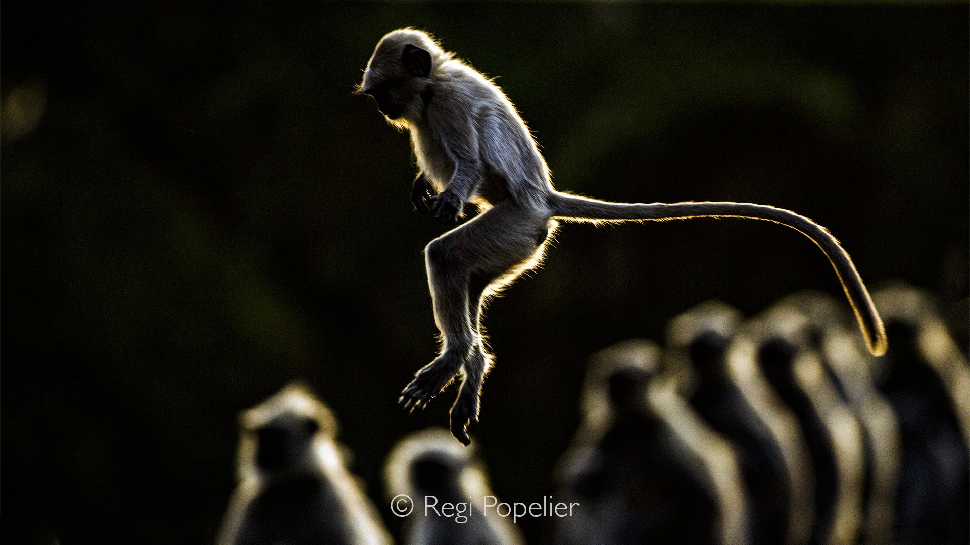 INDIA034 - The jump to join his fellows on the bridge, nice with the backlight 