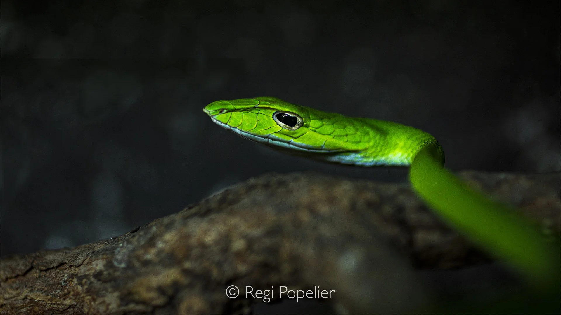 MALAS020 -  Big-eye Green Whip Snake    (Ahaetulla  mycterizans) is slightly venomous. 