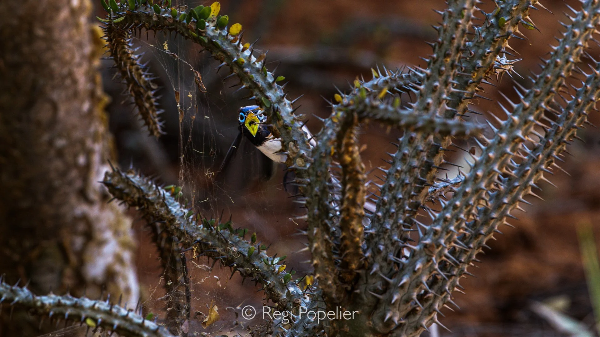 MADA016 - Rare image of a white Paradise flycatcher 