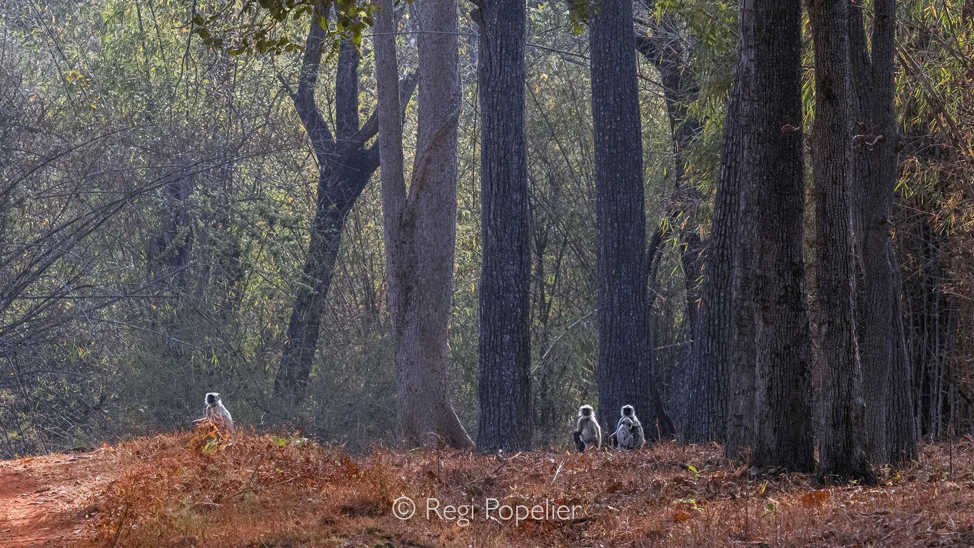INDIA081 - Another contrast , the small langur against the big tree trunks.