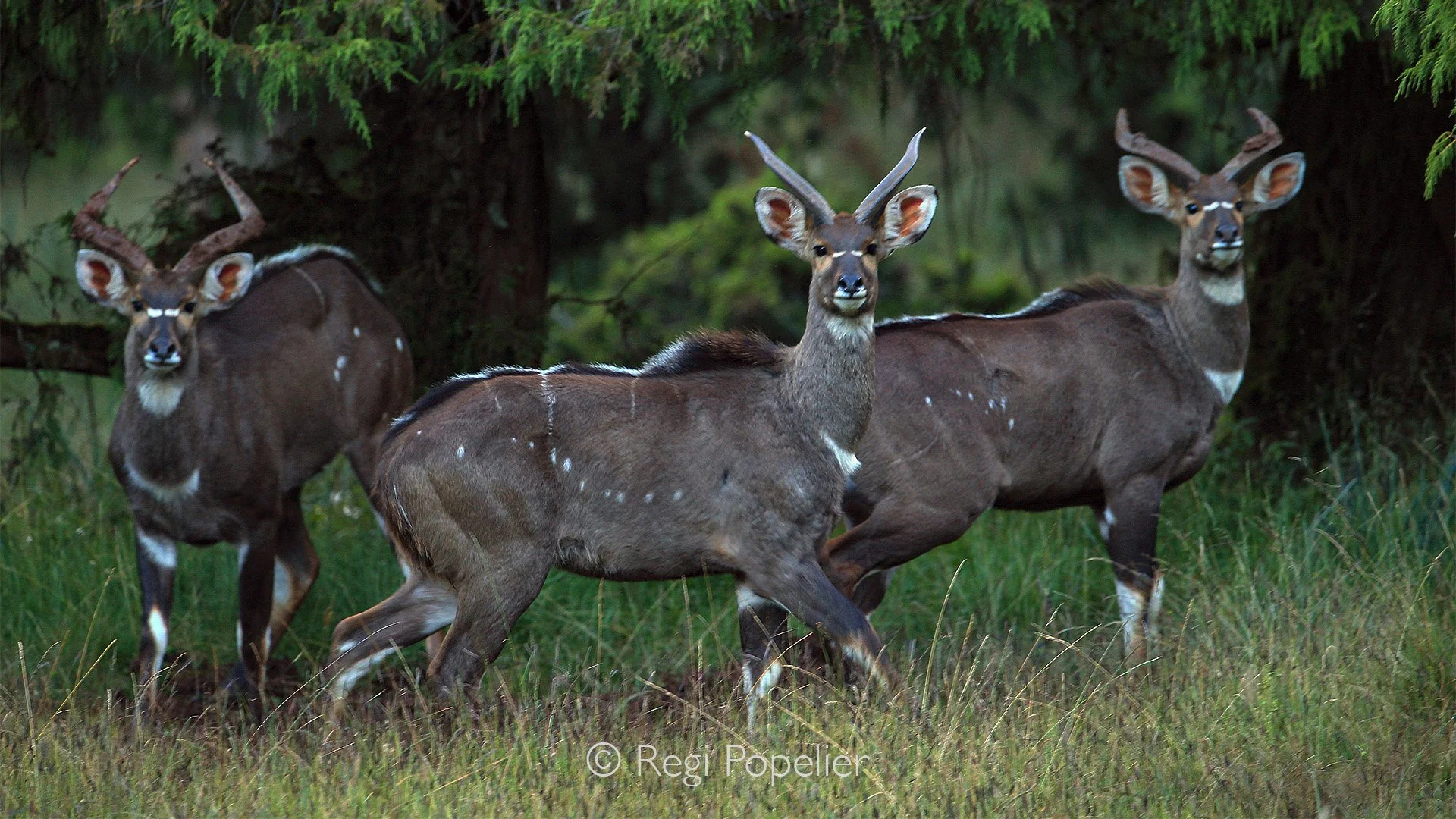 ETH017 - Beautiful pause of 3 males at the forest of bale.