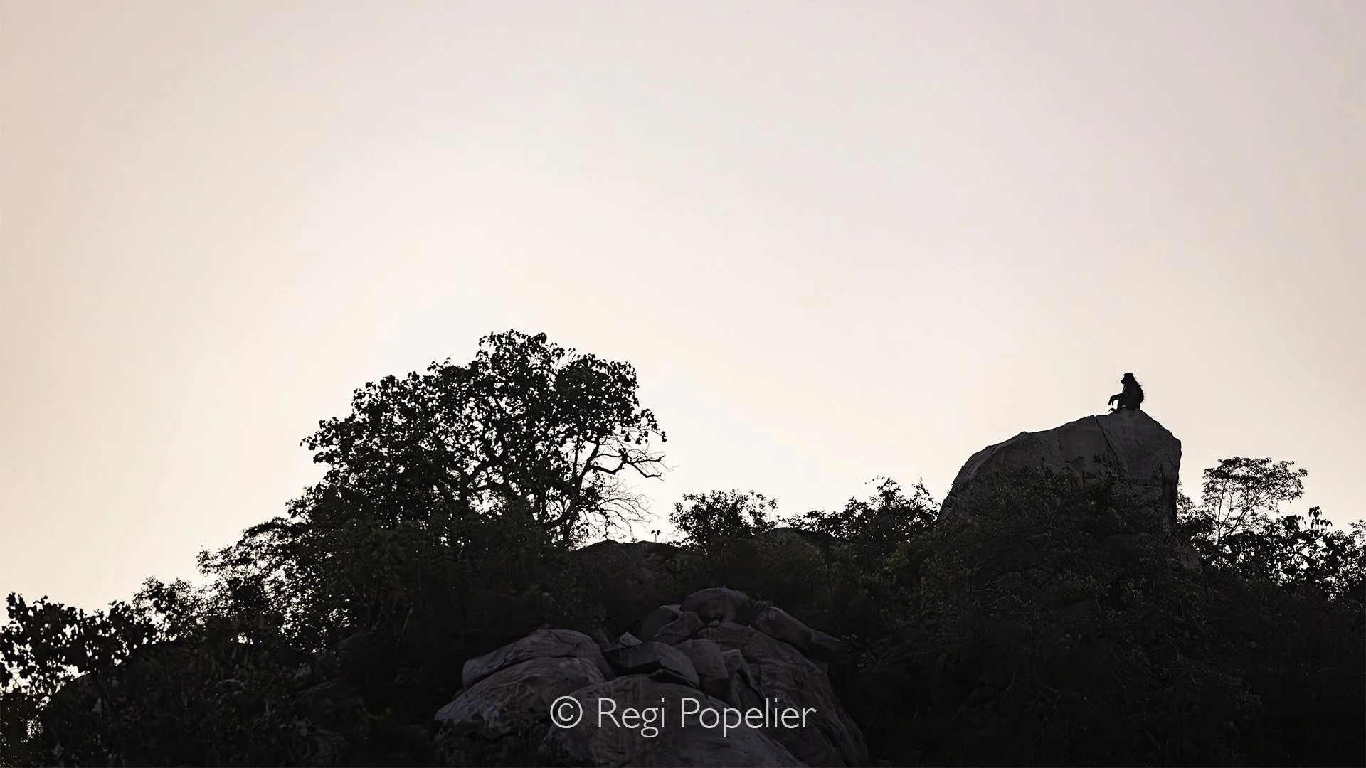 South Africa066 - The contrast of a Baboon on a rock at dawn.