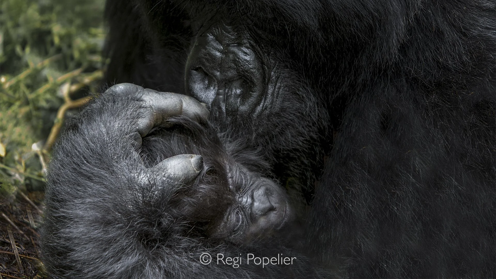 RWANDA010  - A close portrait of a protective mother holding her curious baby as it cautiously studies my camera lens. The quiet trust within the family creates one of Rwanda's most emotional wildlife encounters.
