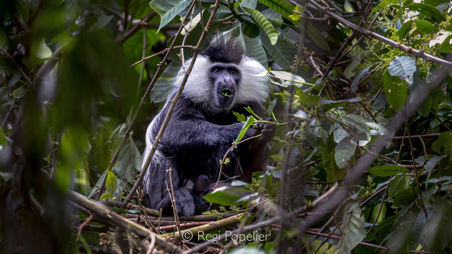 RWANDA054 - Only a short distance above me, an Angolan colobus monkey pauses and looks directly into my camera. For a brief moment photographer and primate study one another in complete silence, its intelligent eyes framed by the brilliant white mant