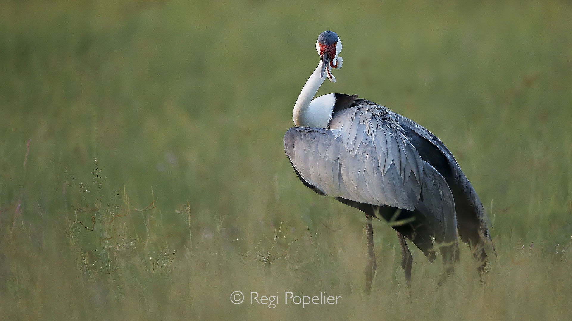BOTS017 - In the vast openness, the male wattled crane moves with quiet grace, a symbol of the wild’s delicate beauty.