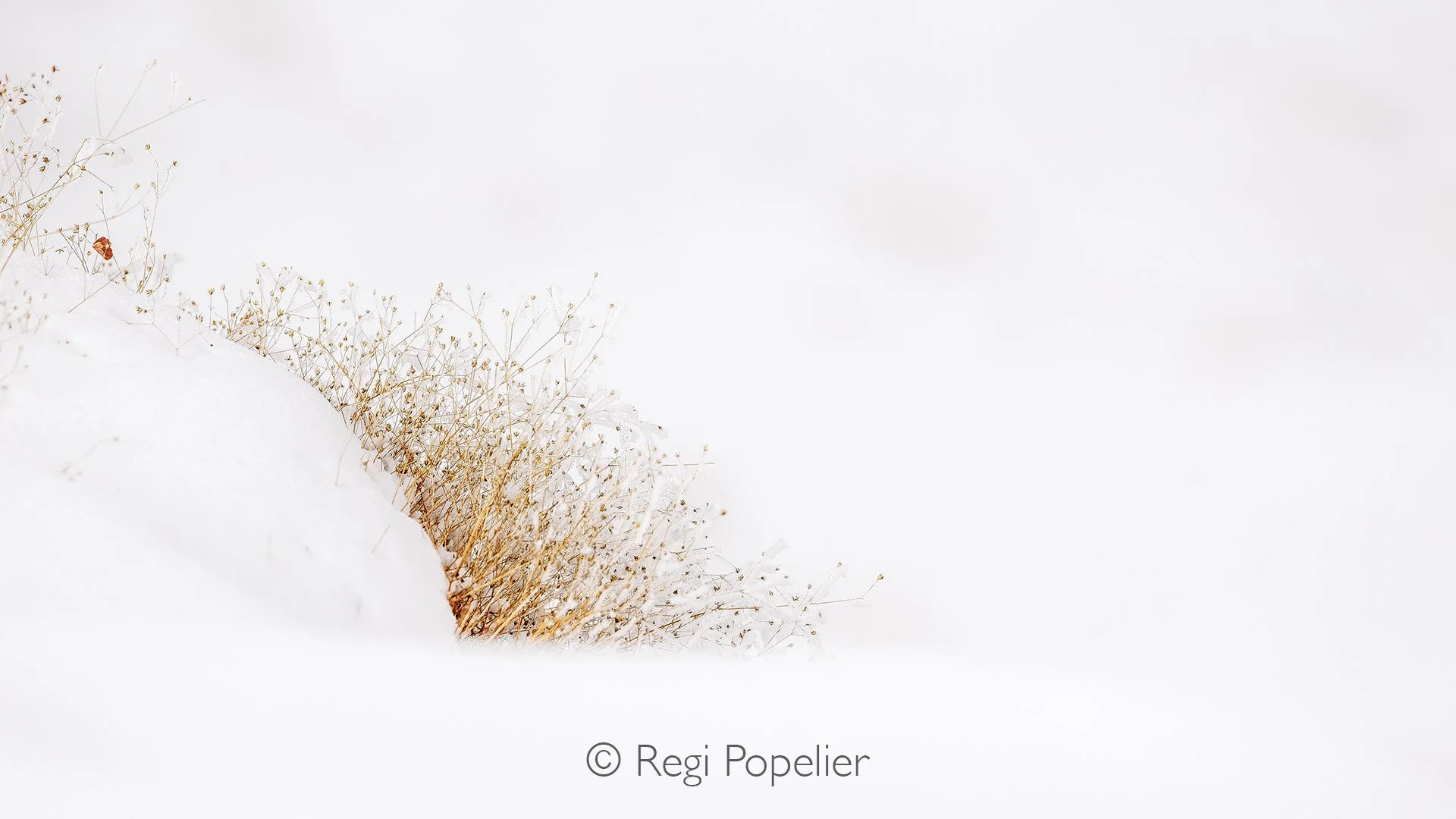 HIMA012 -While wading through snow, the landscape begins to reveal quieter perspectives, delicate stems emerging through white silence, their subtle color standing in quiet contrast. It is not always about wildlife. Sometimes the story lies in what e