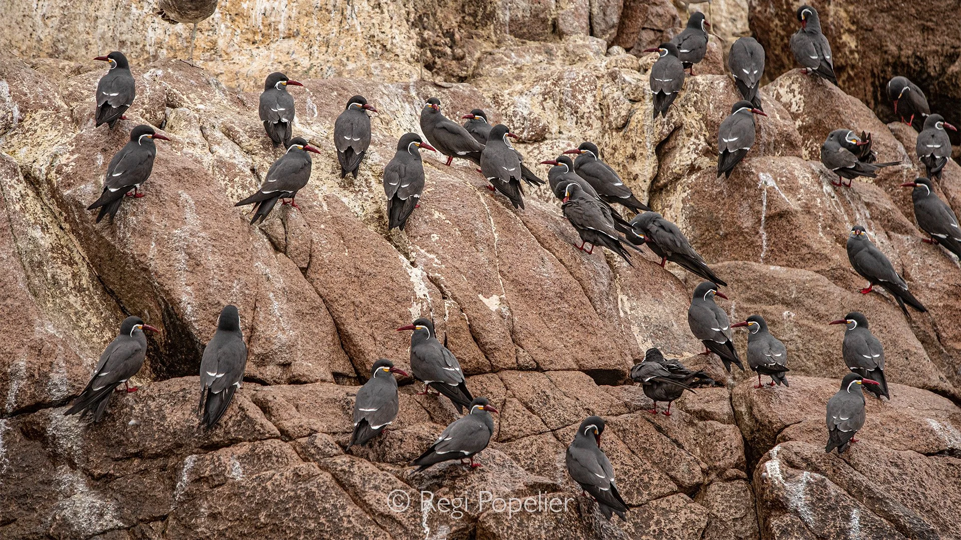 PERU010 - A colony of elegant Inca terns gathers quietly on the coastal rocks, their distinctive red bills and delicate white moustache like feathers standing out against the rugged shoreline.