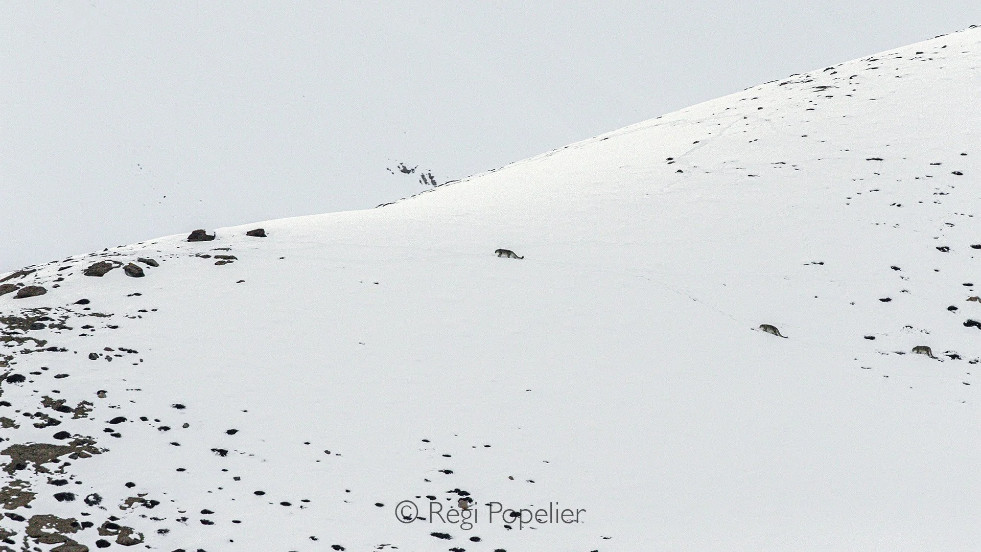 HIMA031 - Blending in the landscape 