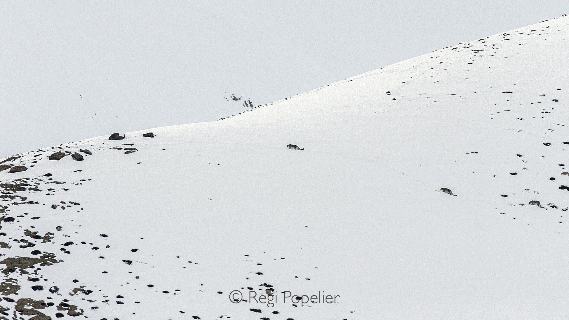 HIMA031 - Blending in in this amazing landscape. 