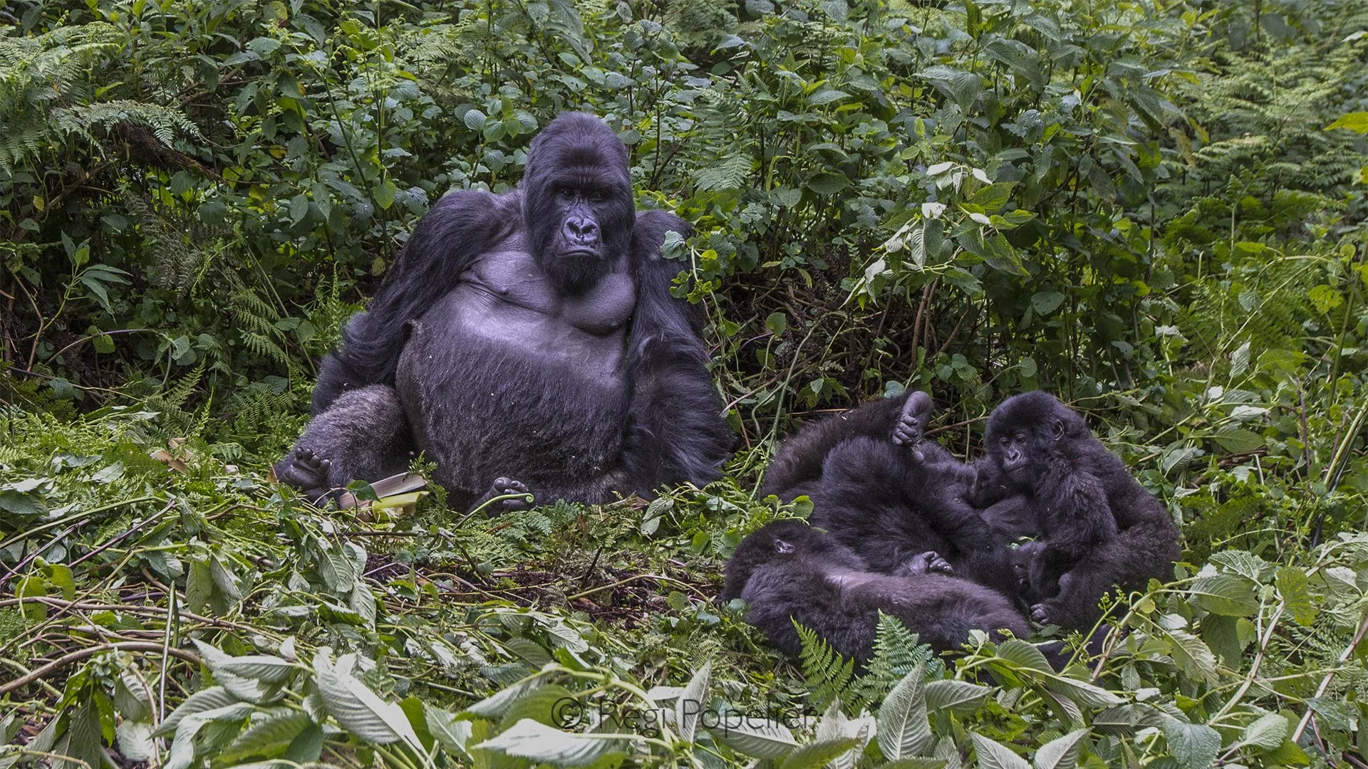 RWANDA002  - The dominant silverback sits proudly in the center of his family, radiating quiet authority while every member naturally gathers around their powerful protector.