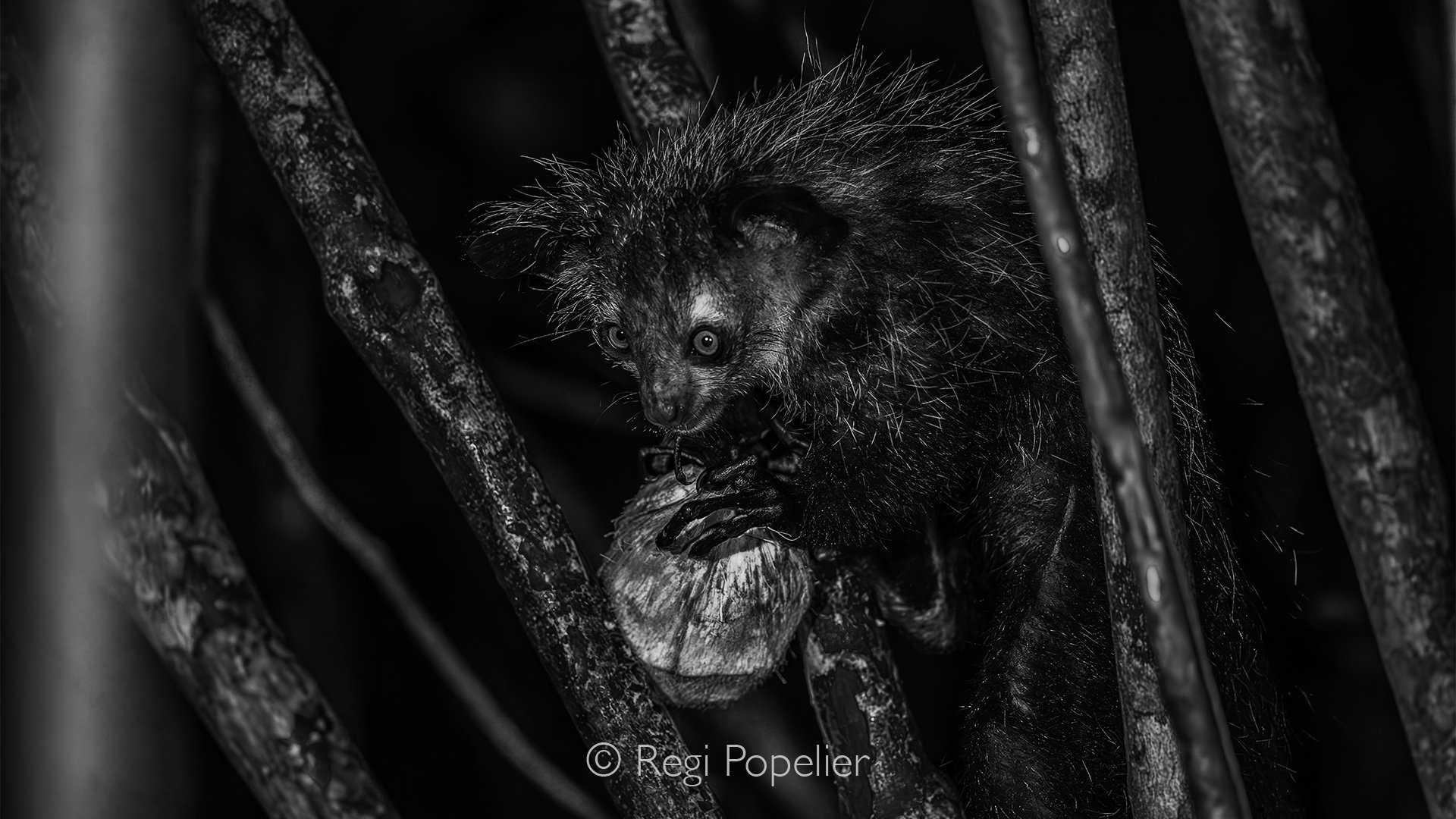 MADA030 - The Aye Aye while feeding on a coconut 